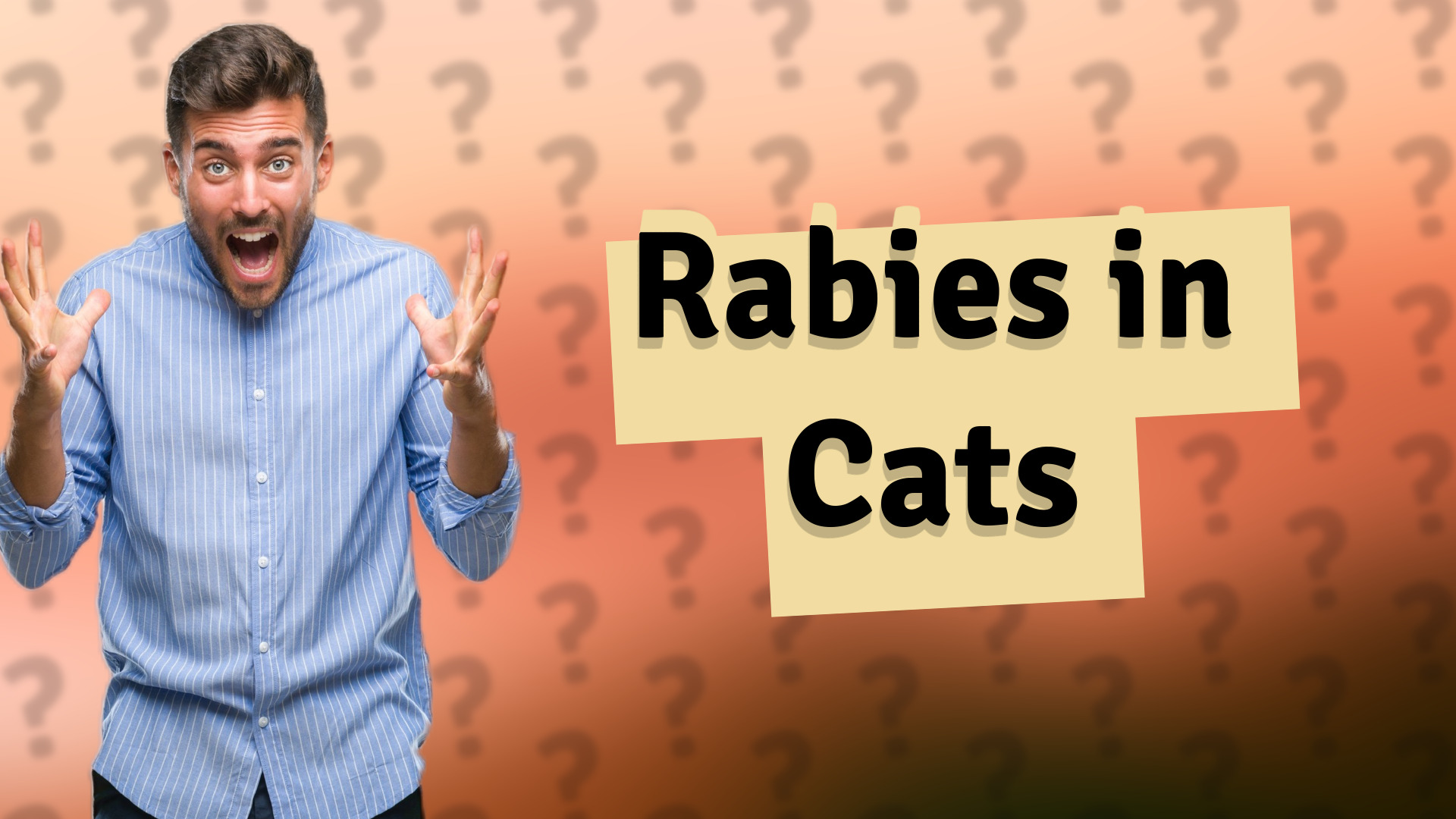 Rabies in Cats