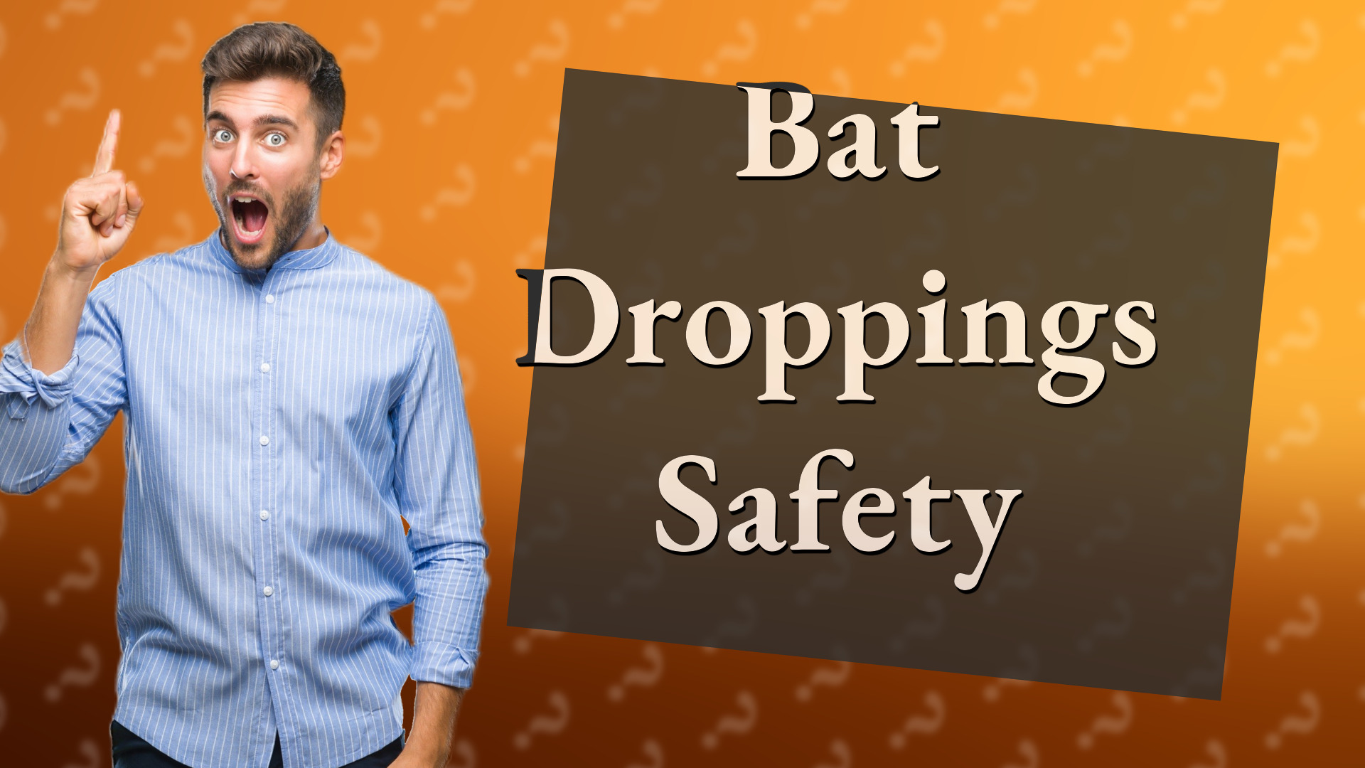 Bat Droppings Safety