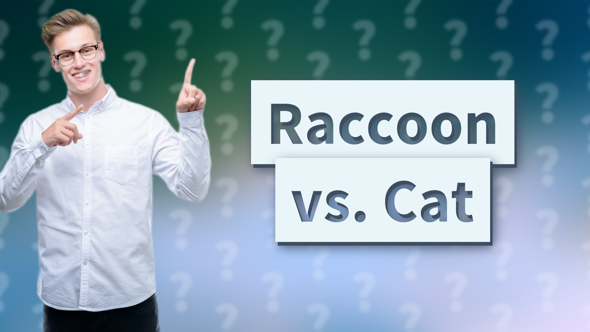 Raccoon vs. Cat
