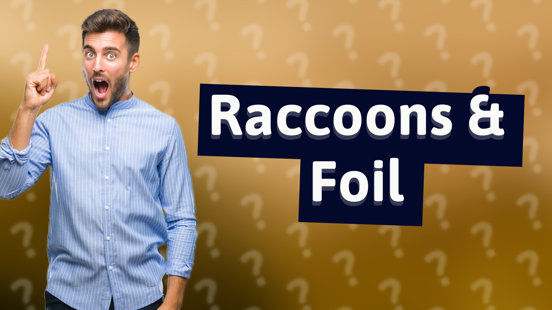 Raccoons & Foil
