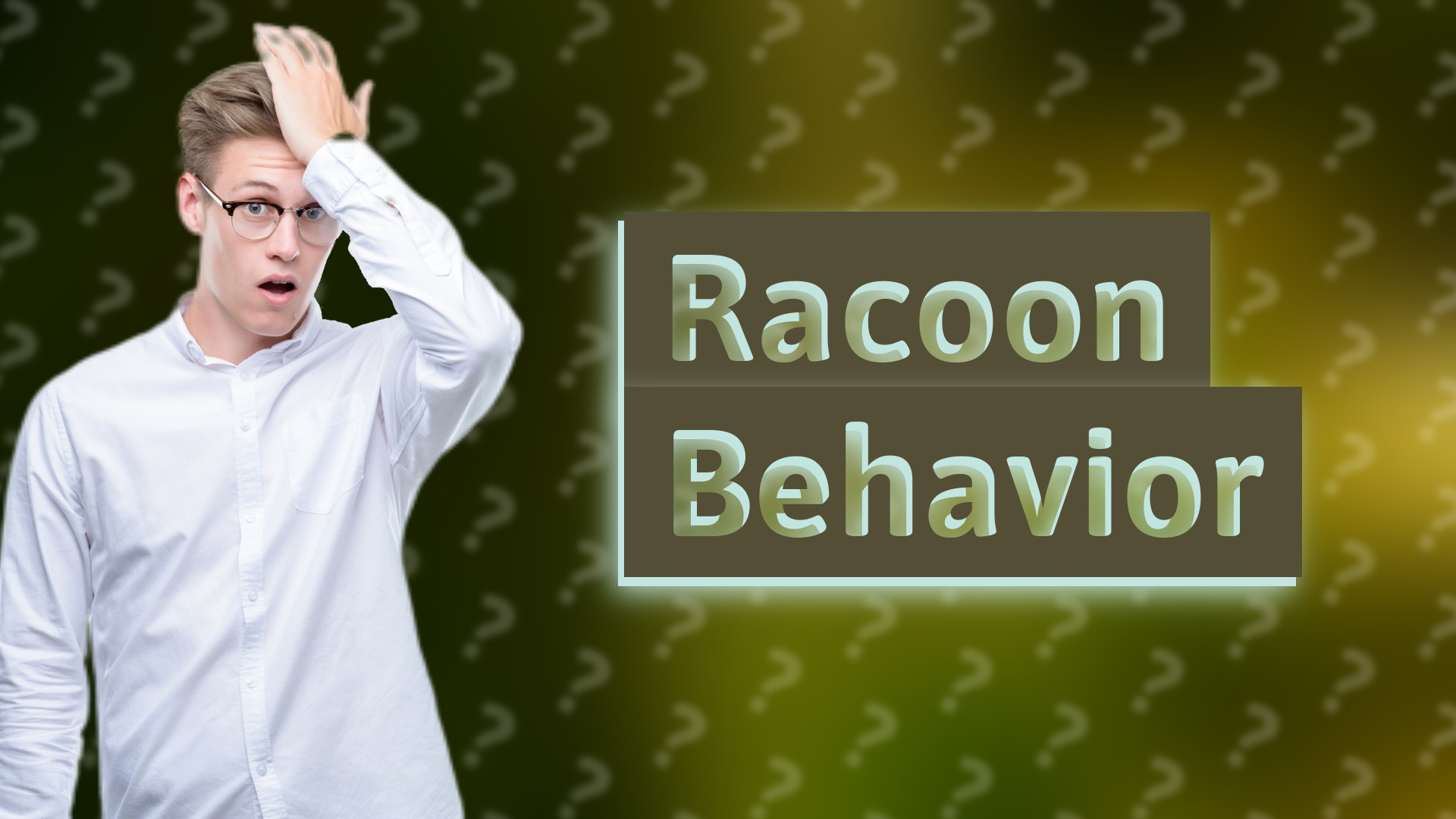 Racoon Behavior