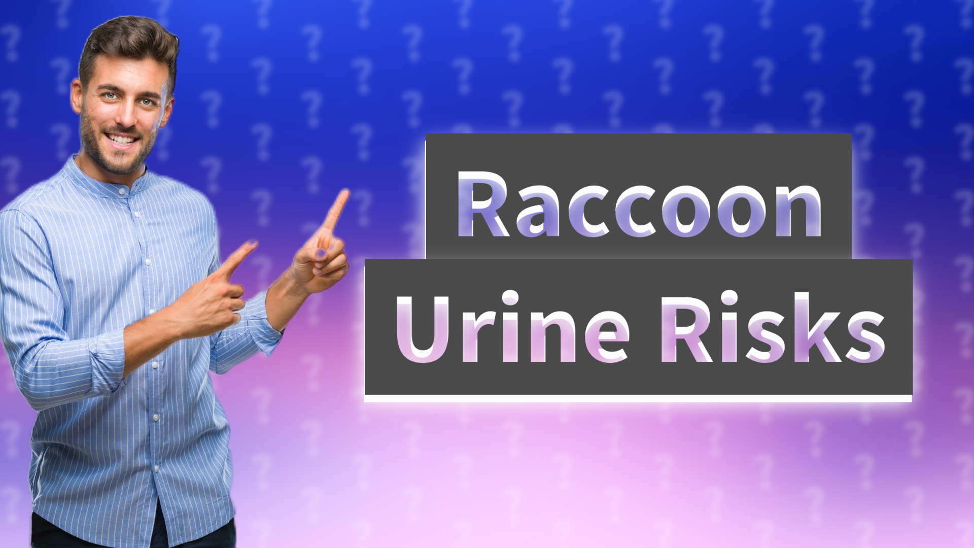 Raccoon Urine Risks