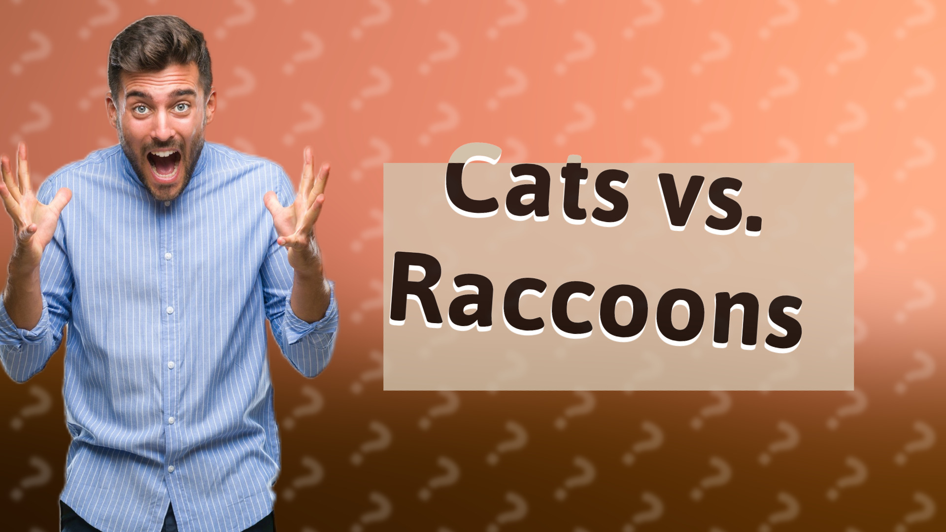 Cats vs. Raccoons