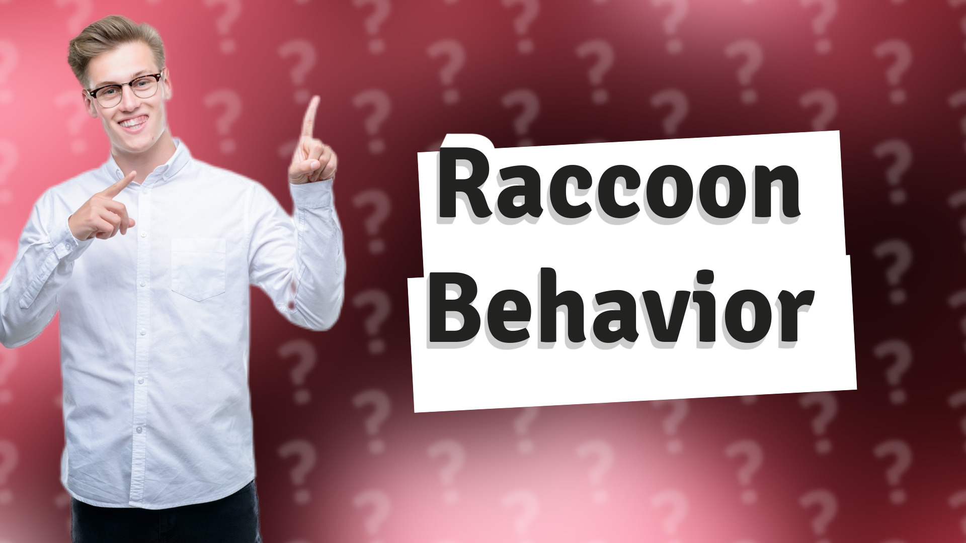 Raccoon Behavior
