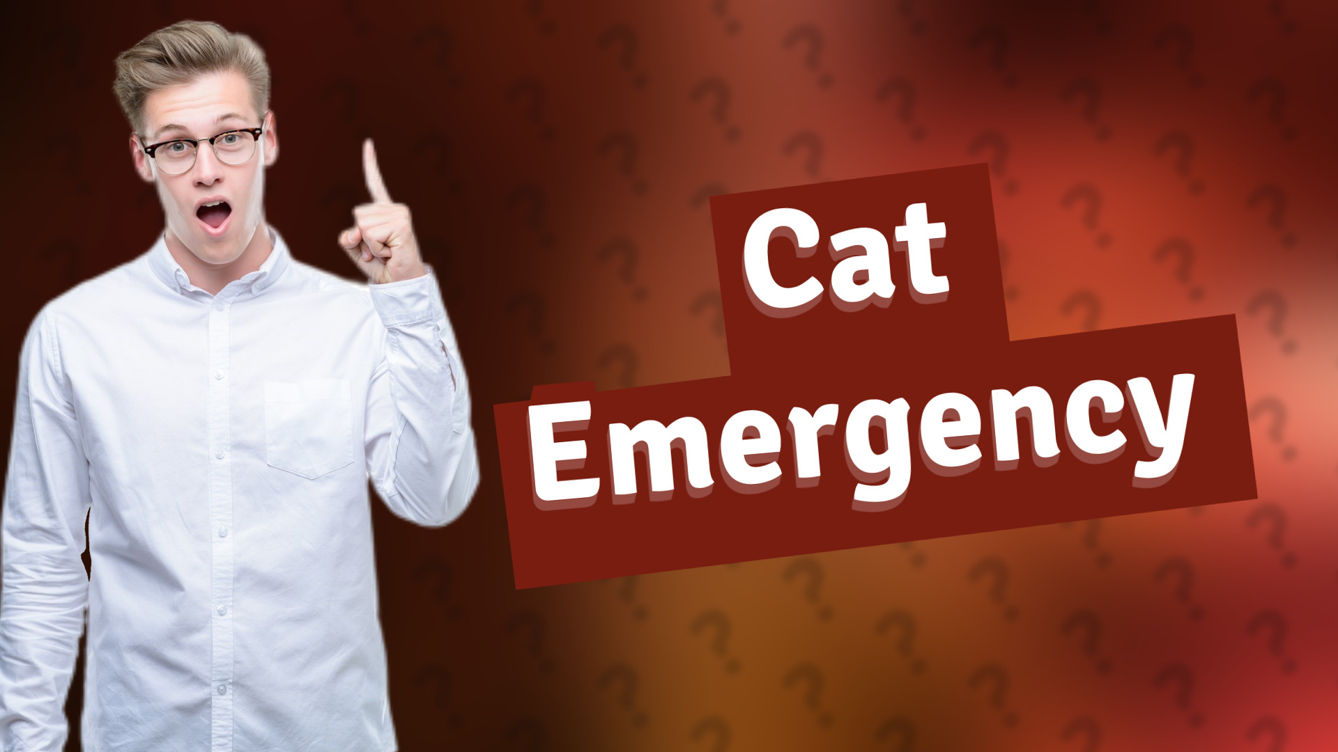 Cat Emergency