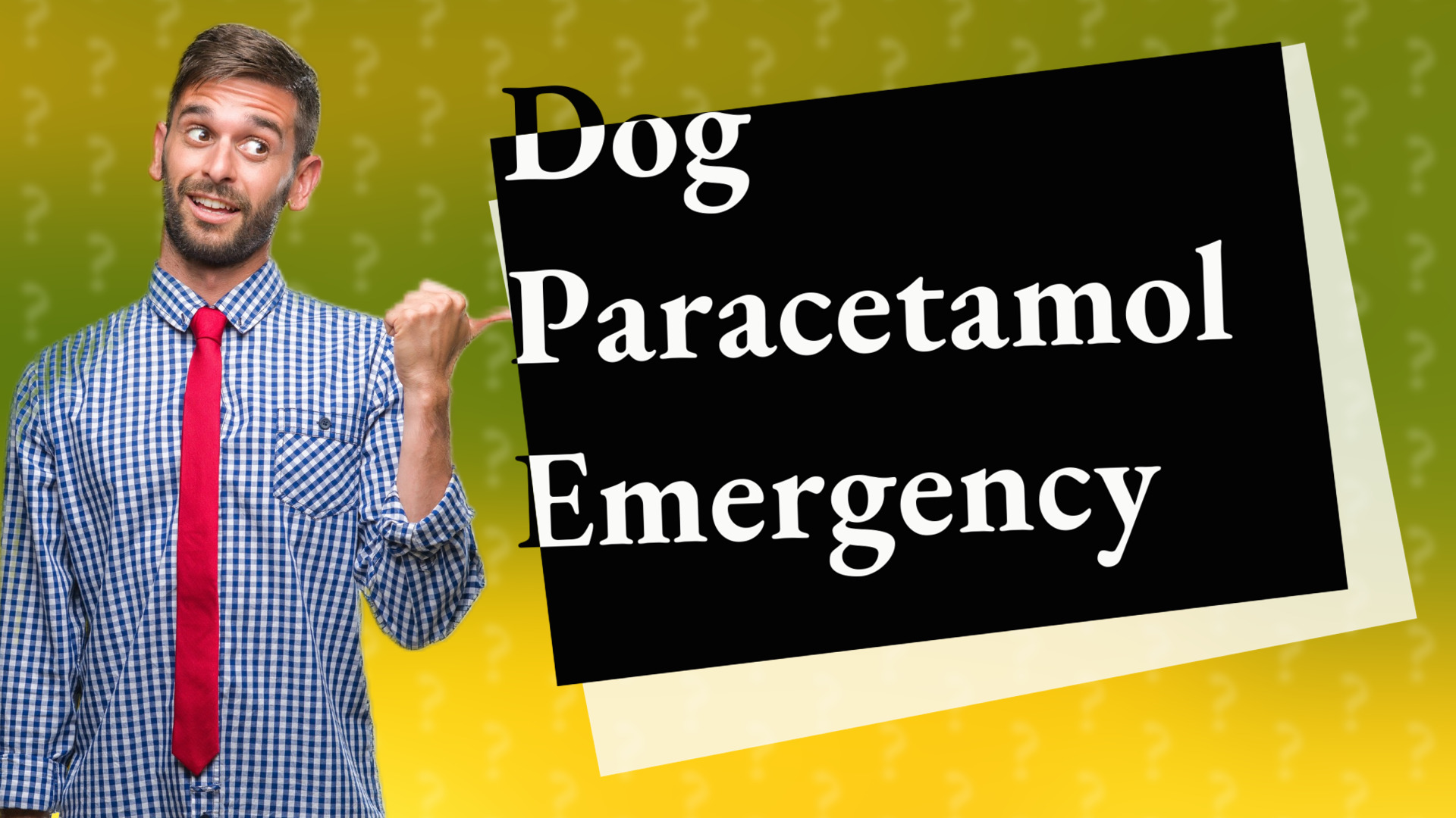 Dog Paracetamol Emergency