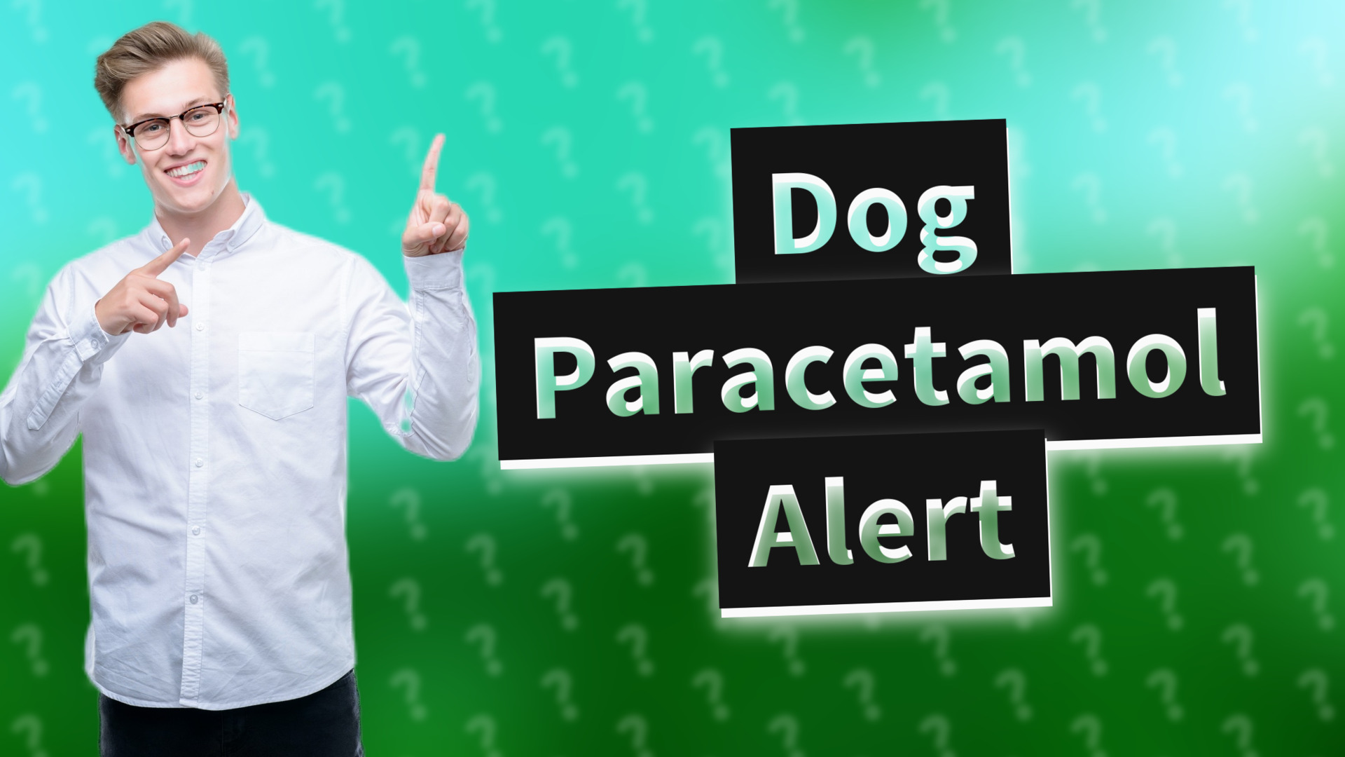 Dog Paracetamol Alert