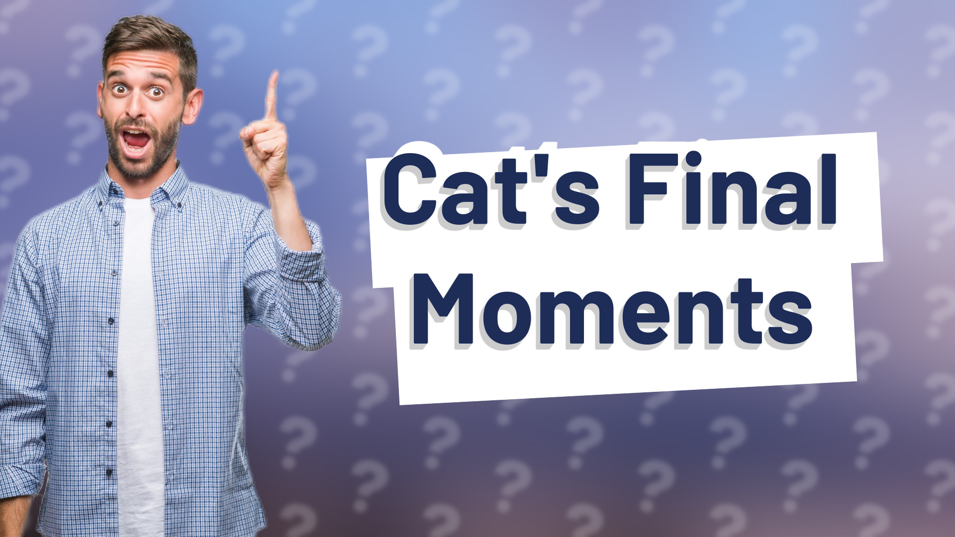Cat's Final Moments
