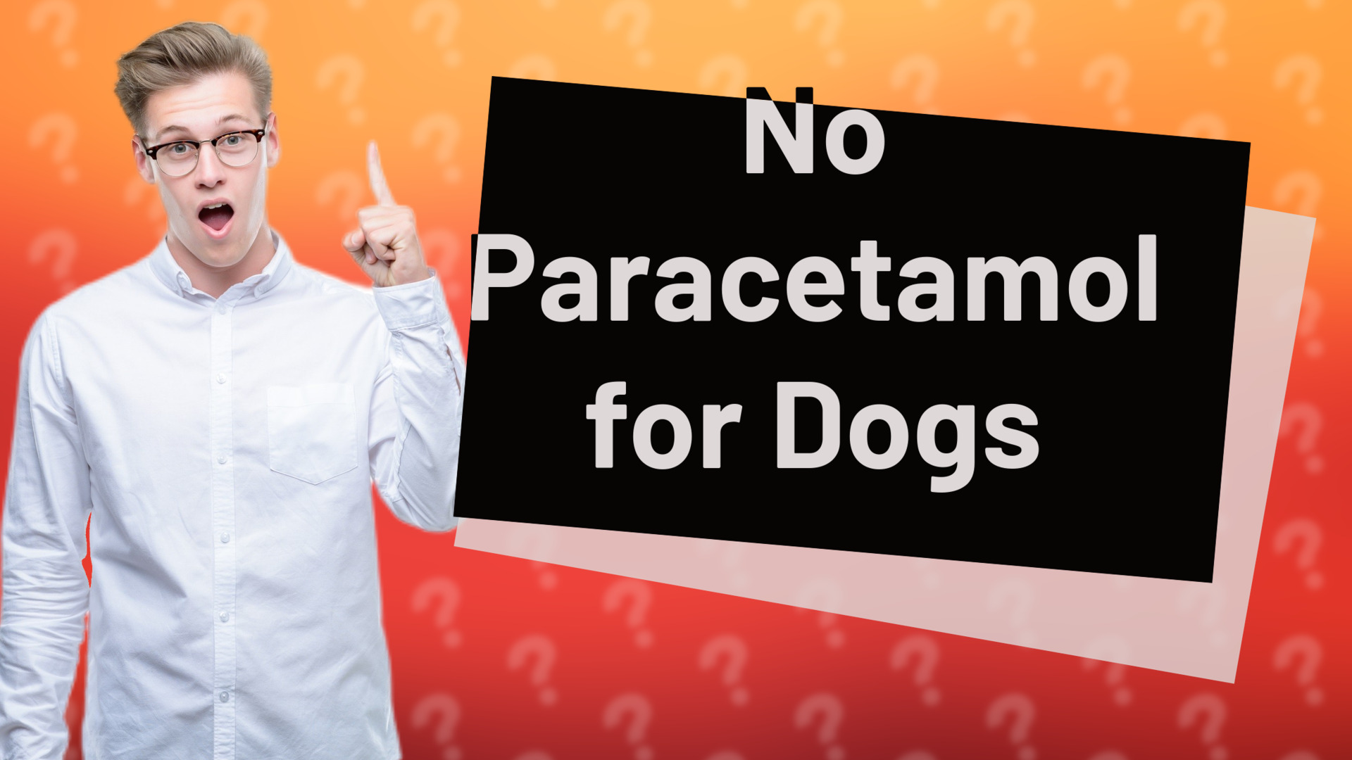 No Paracetamol for Dogs