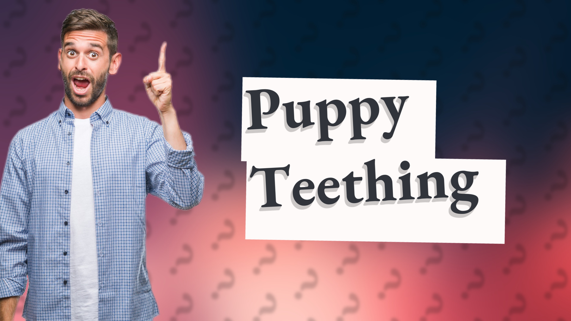 Puppy Teething