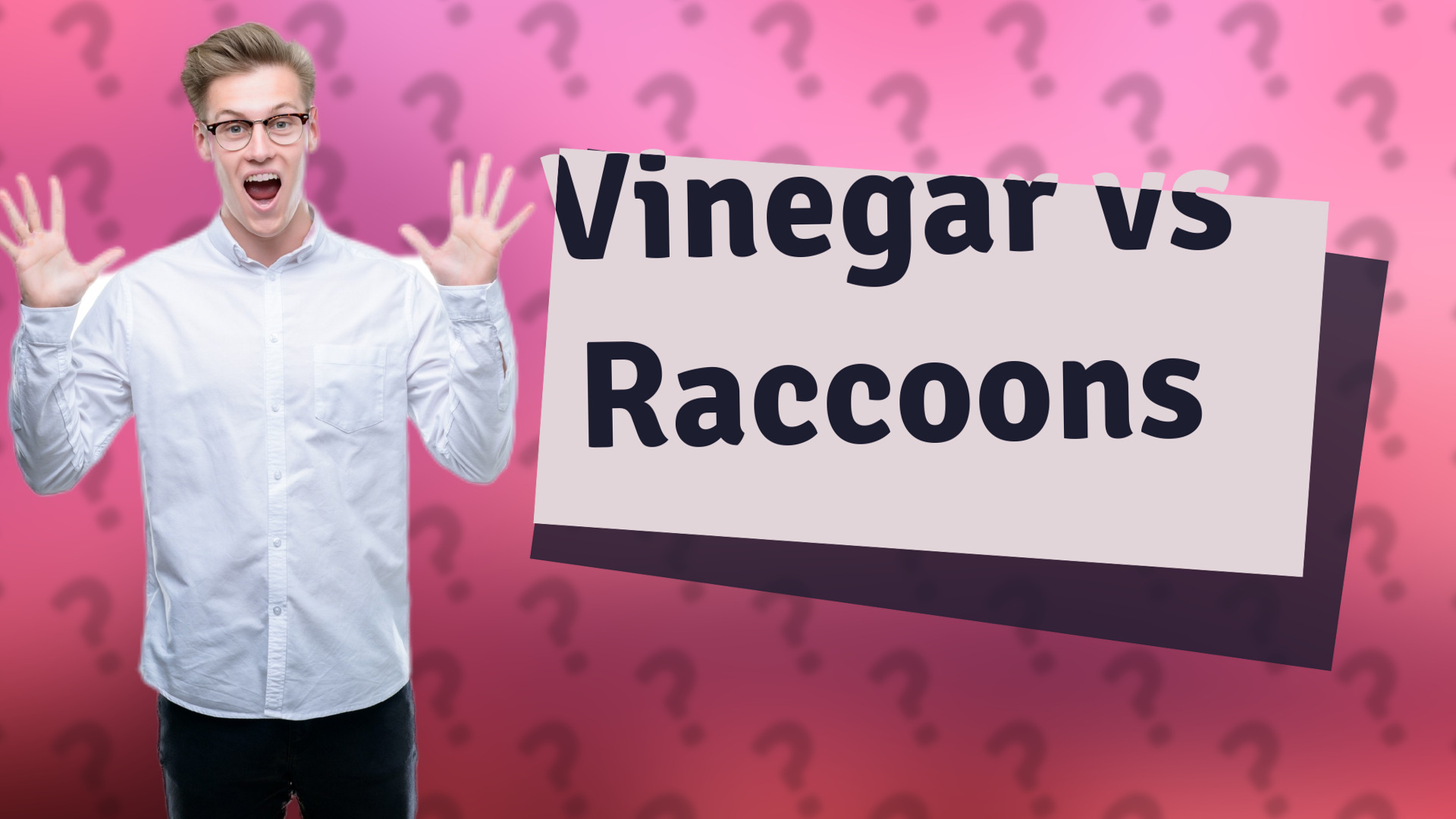Vinegar vs Raccoons