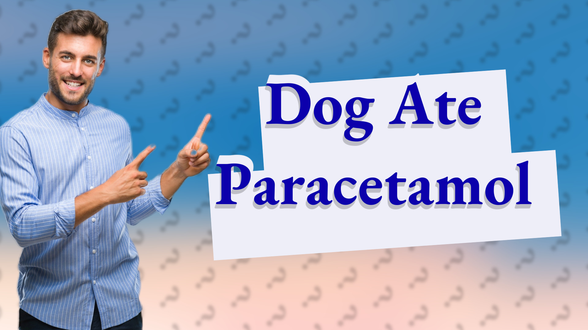 Dog Ate Paracetamol