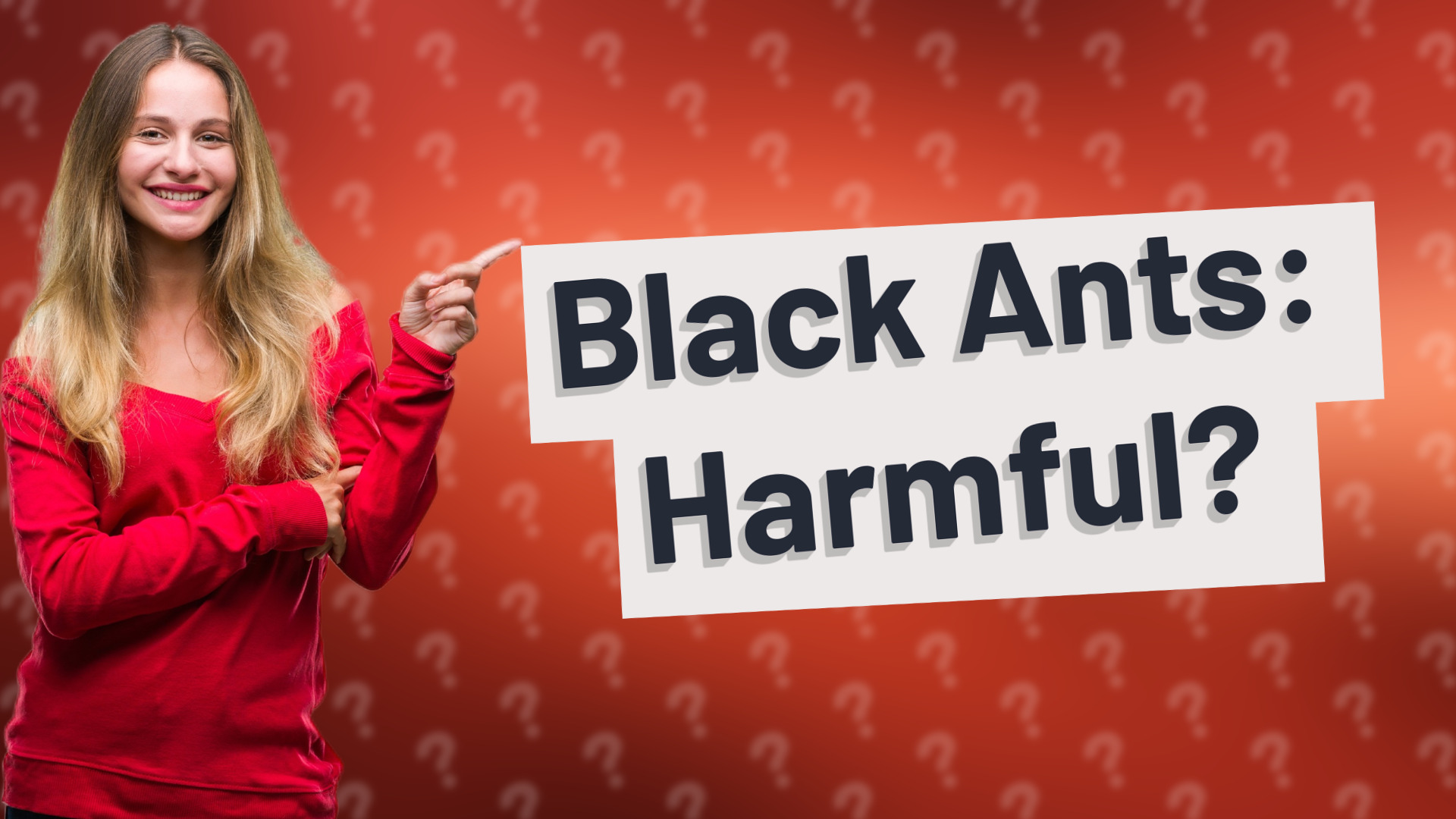 Black Ants: Harmful?