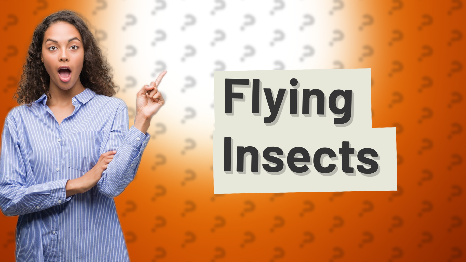 Flying Insects