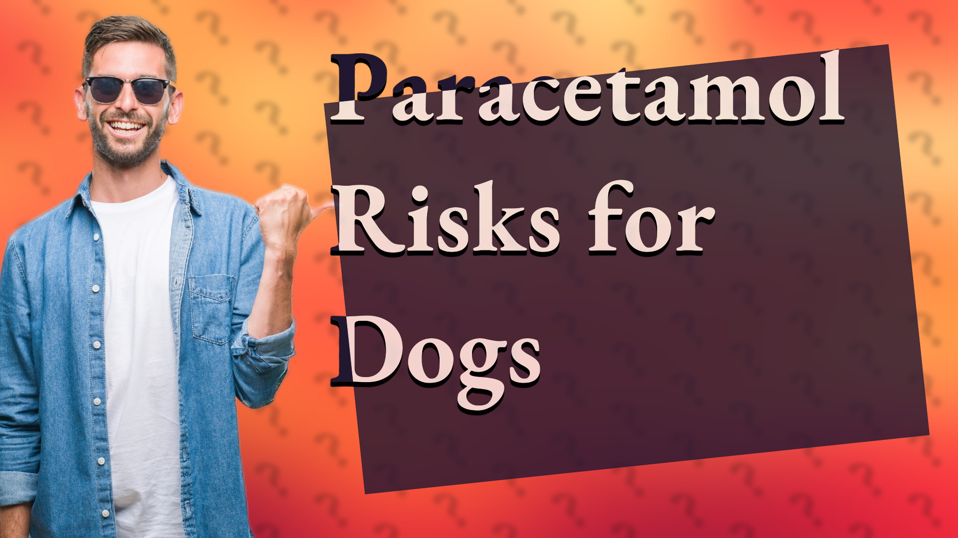 Paracetamol Risks for Dogs