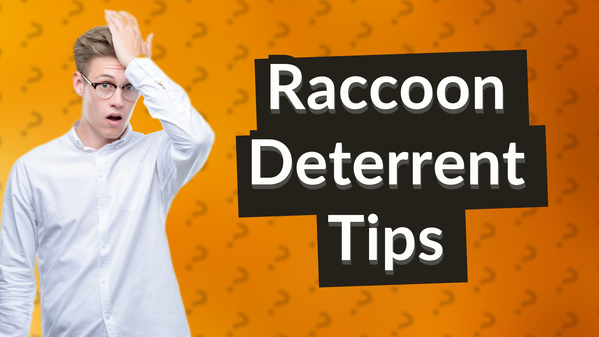 Raccoon Deterrent Tips