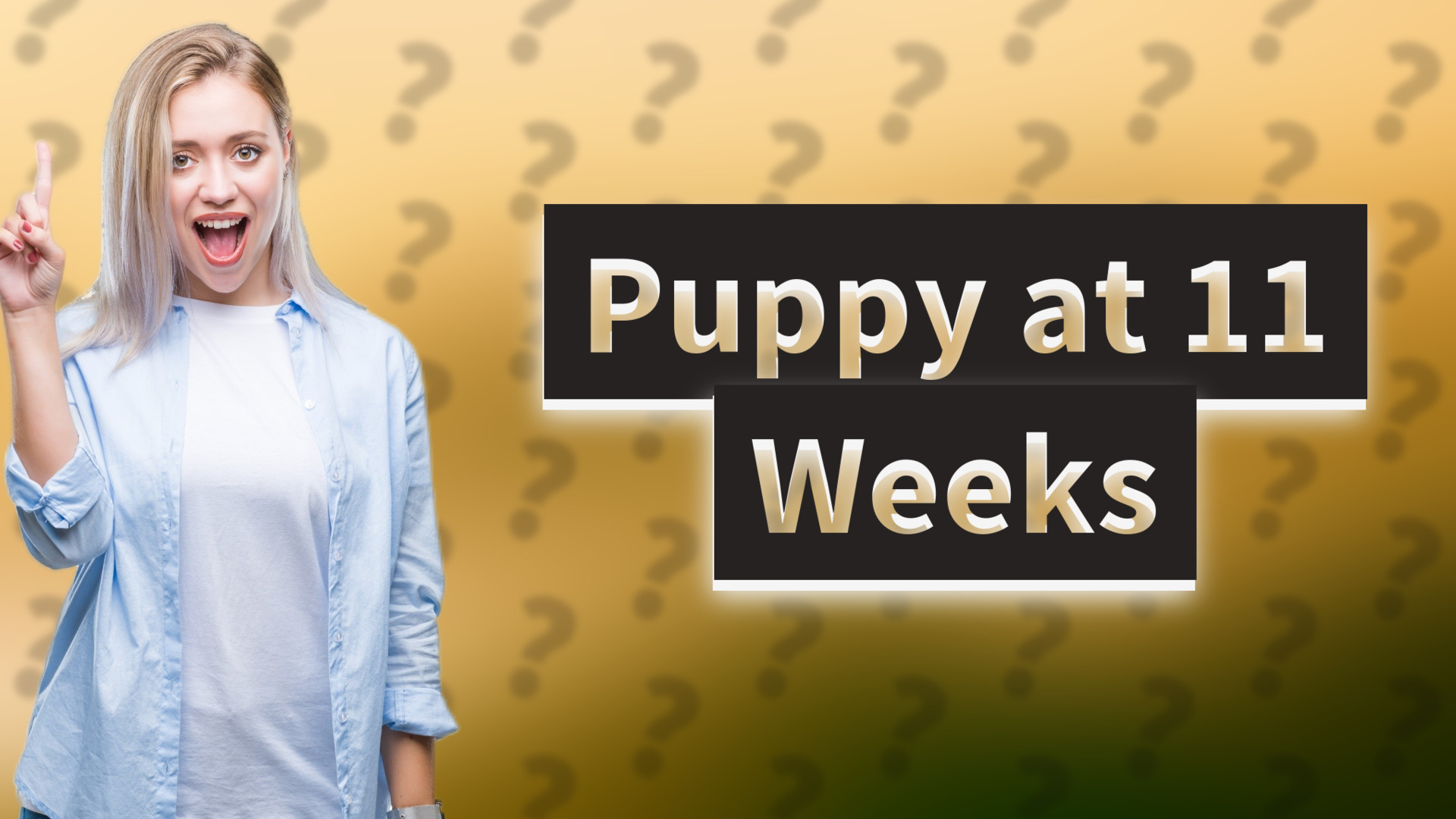 Puppy at 11 Weeks