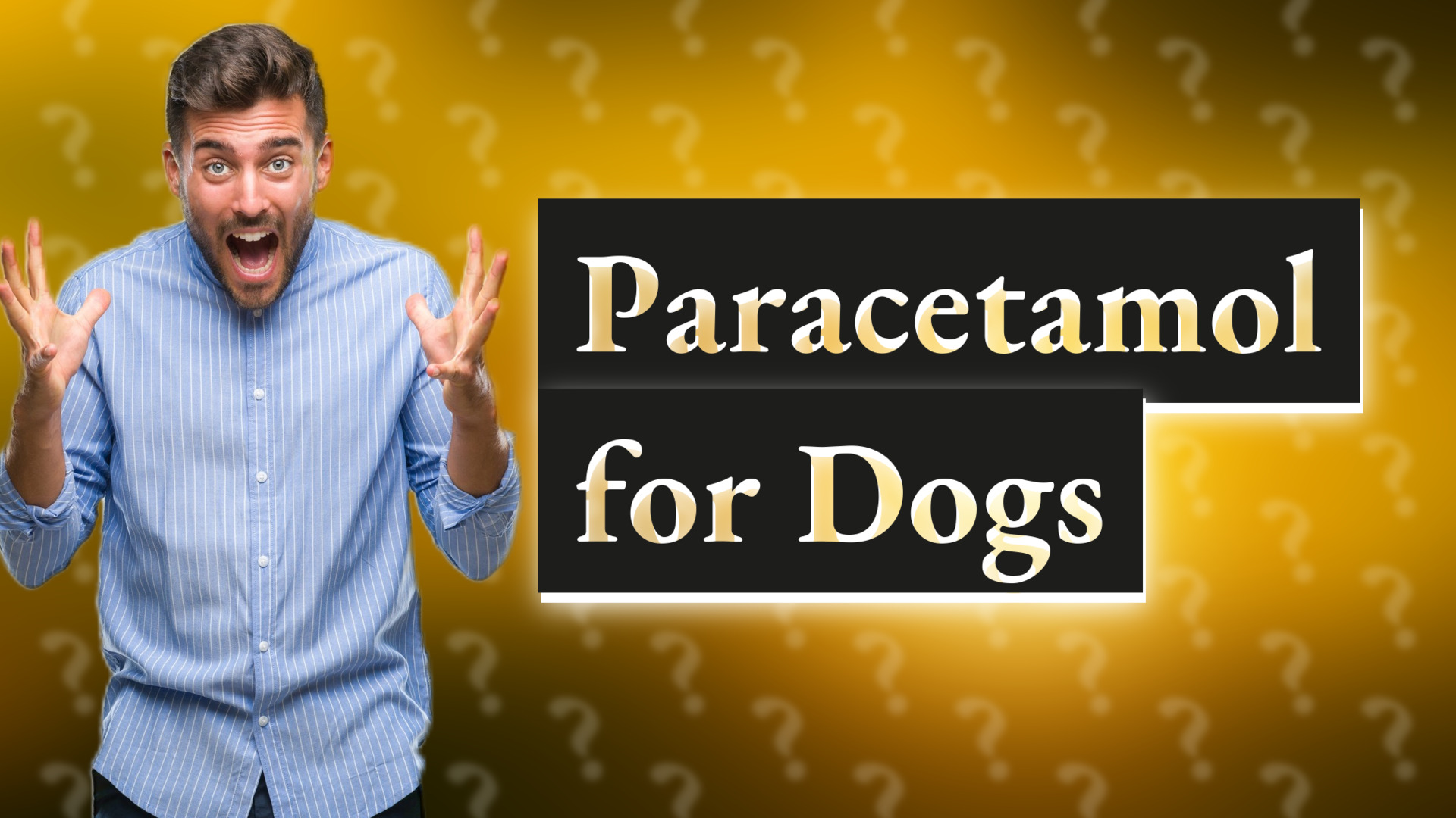 Paracetamol for Dogs