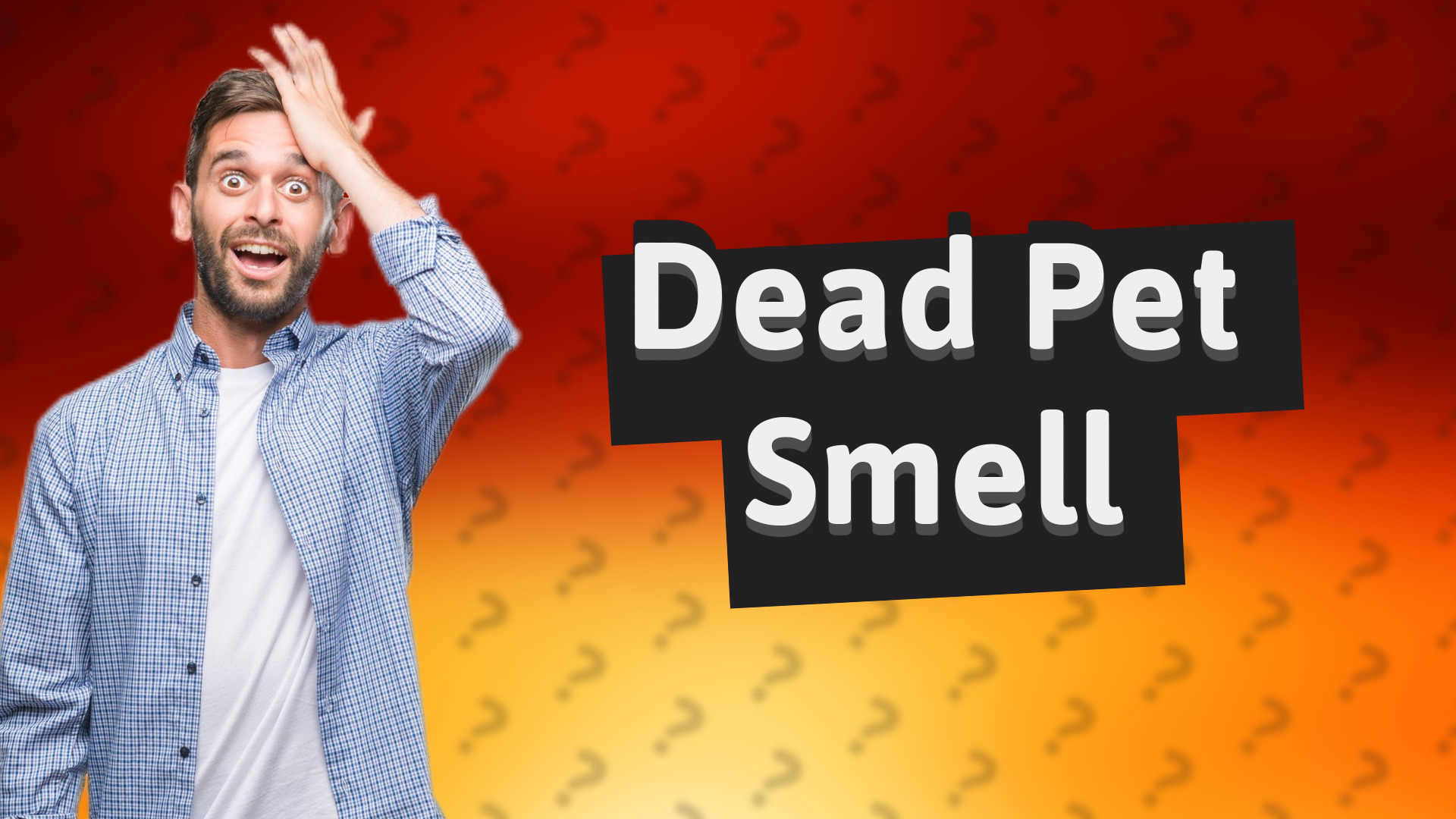 Dead Pet Smell
