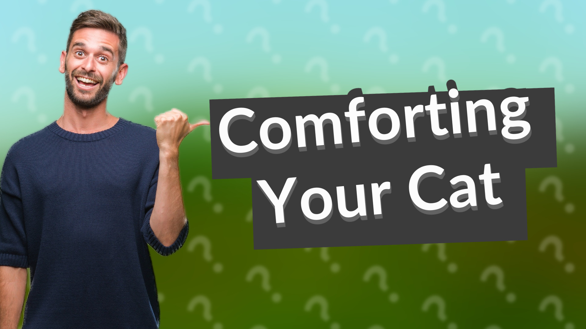Comforting Your Cat