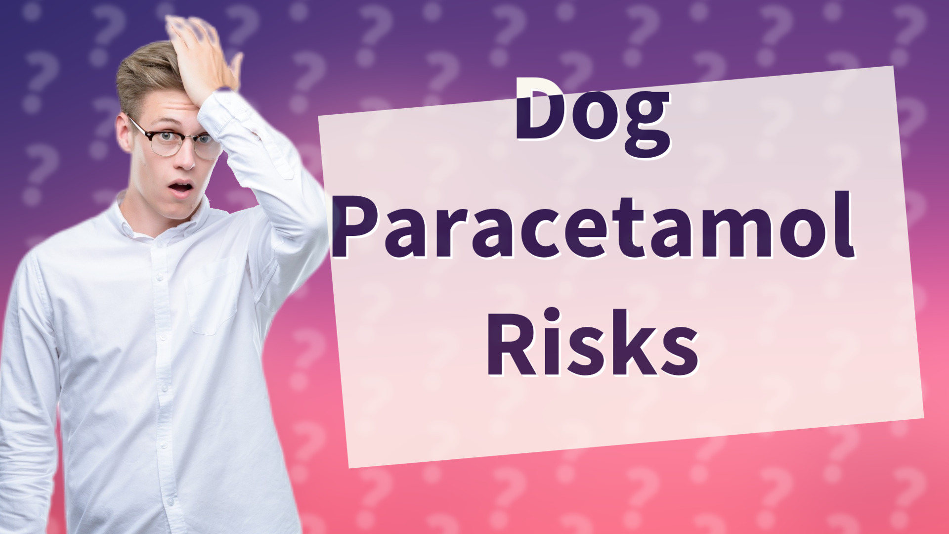 Dog Paracetamol Risks