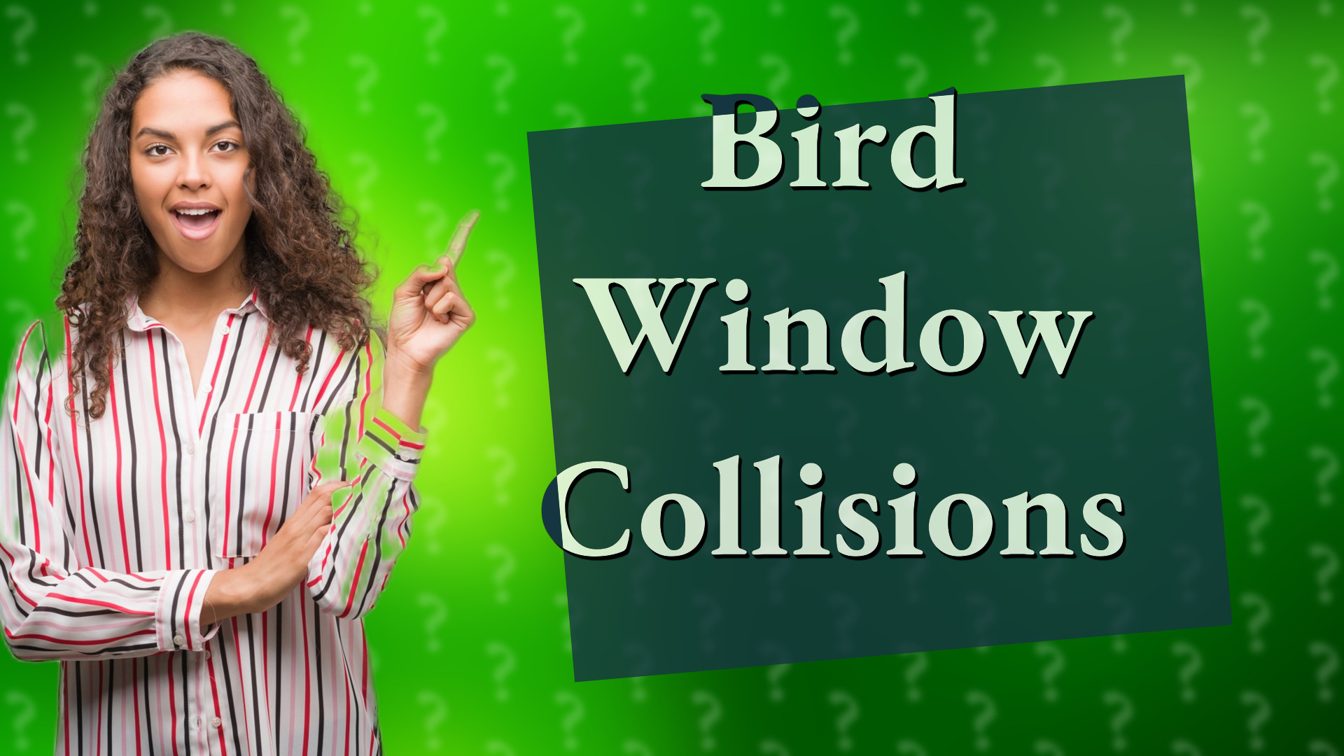 Bird Window Collisions