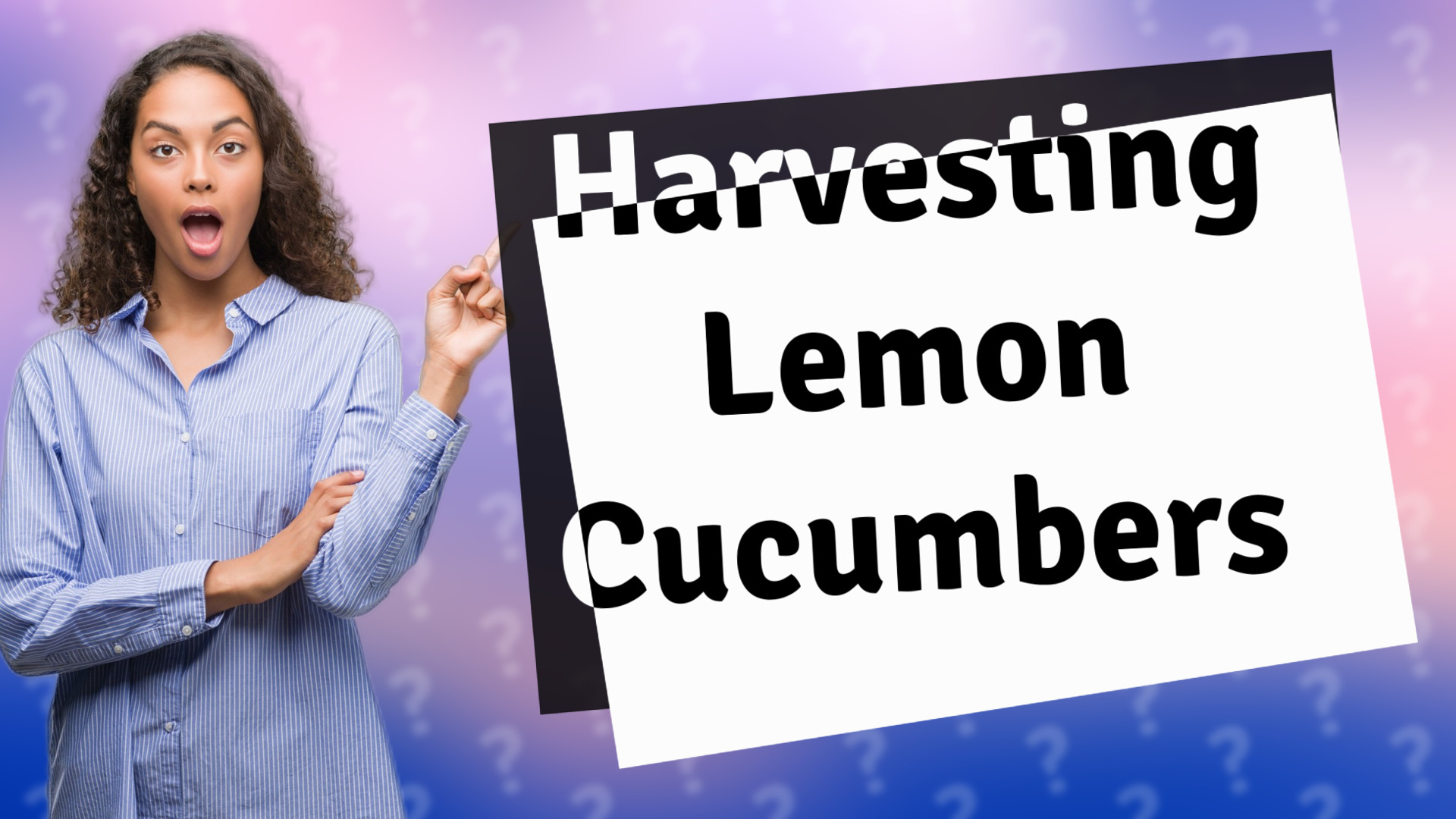 Harvesting Lemon Cucumbers