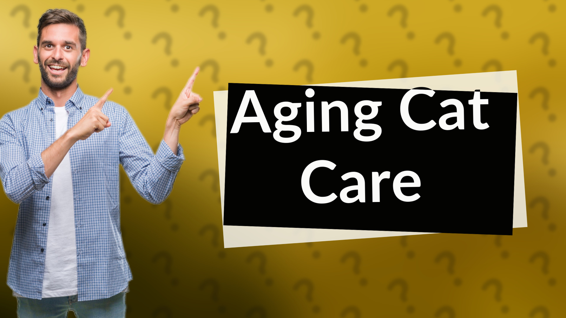 Aging Cat Care