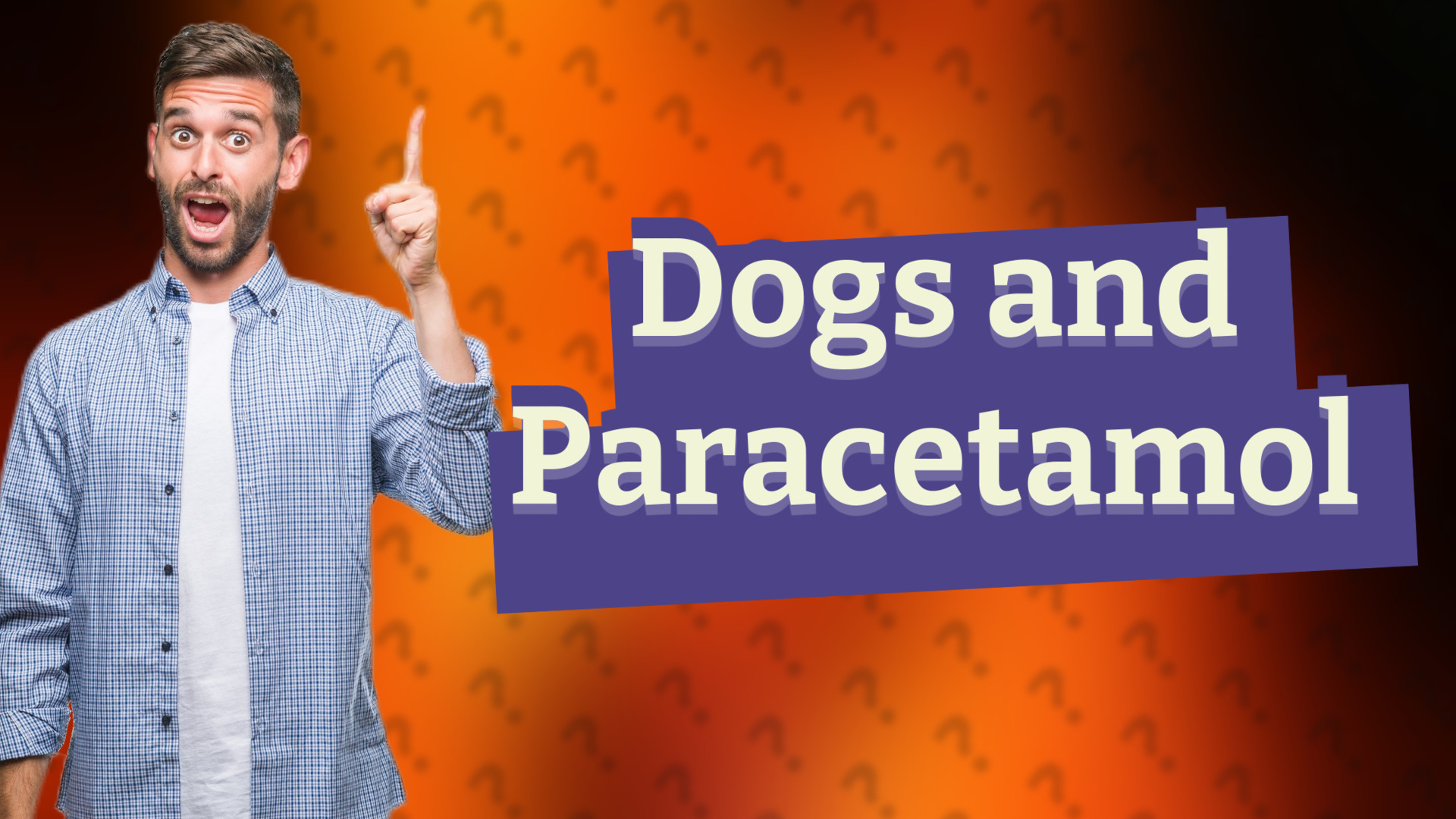 Dogs and Paracetamol