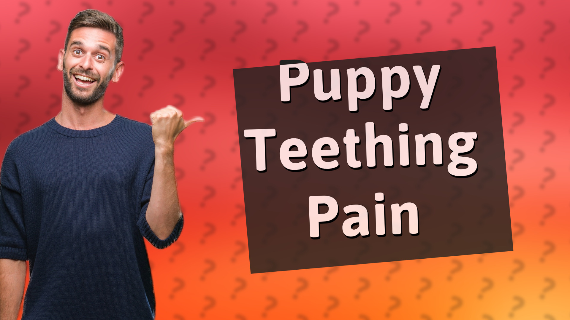 Puppy Teething Pain