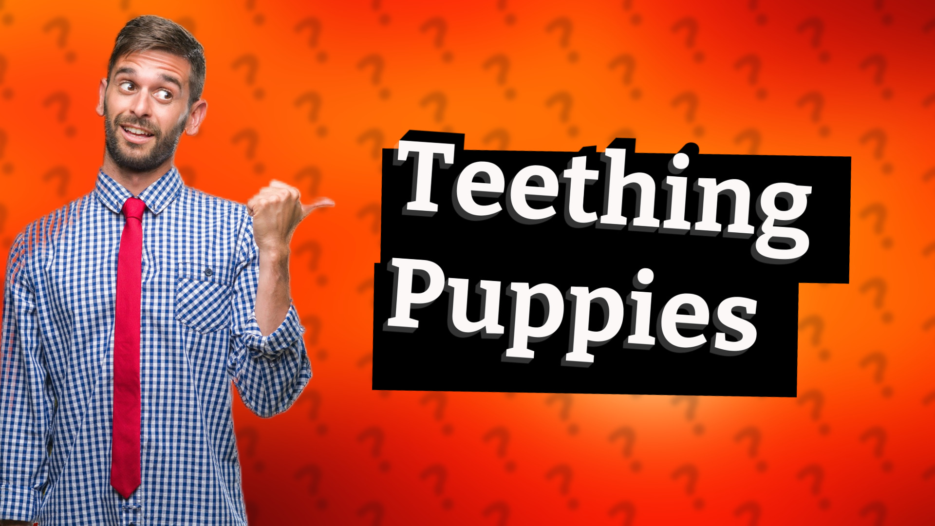 Teething Puppies