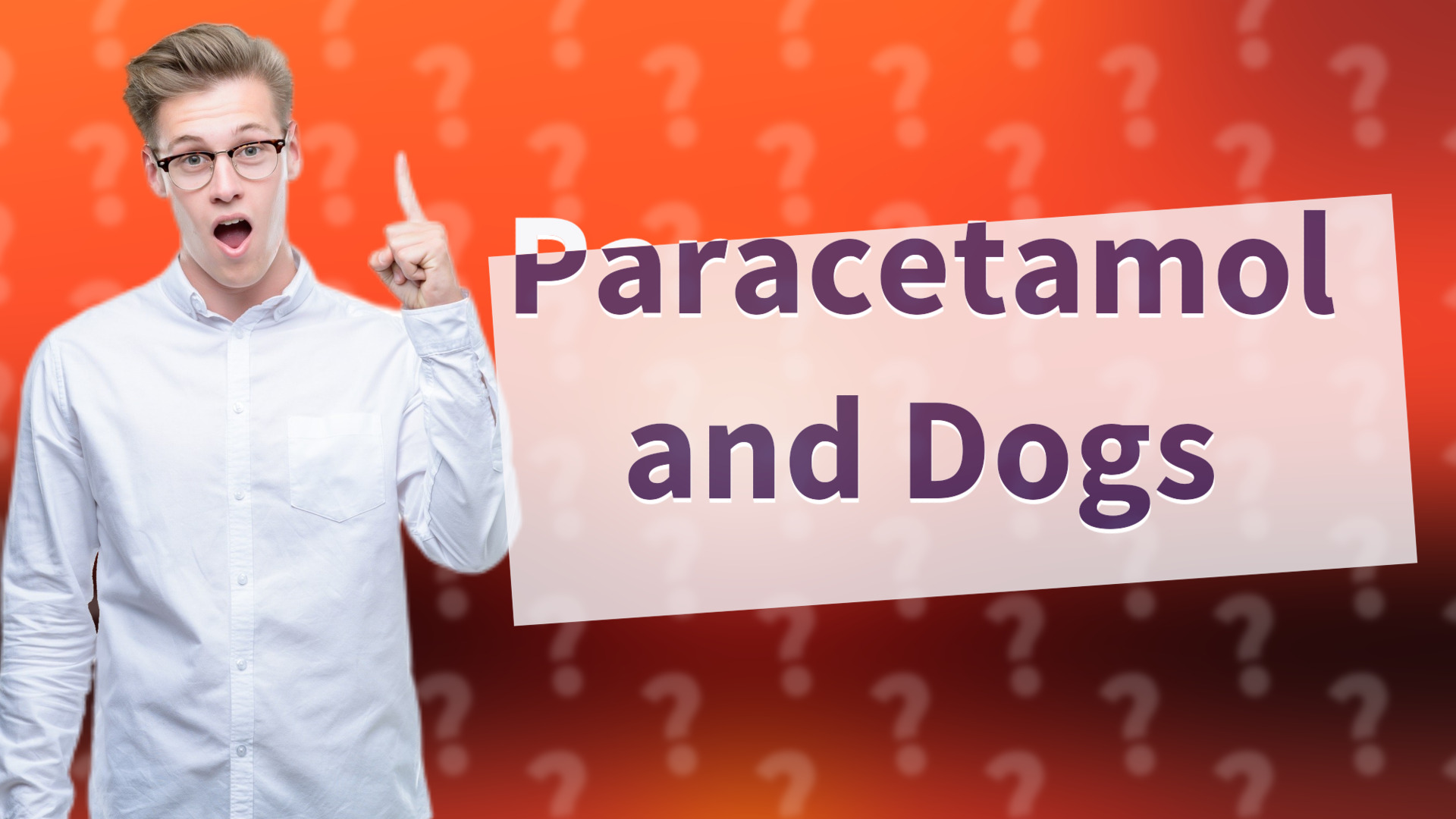 Paracetamol and Dogs