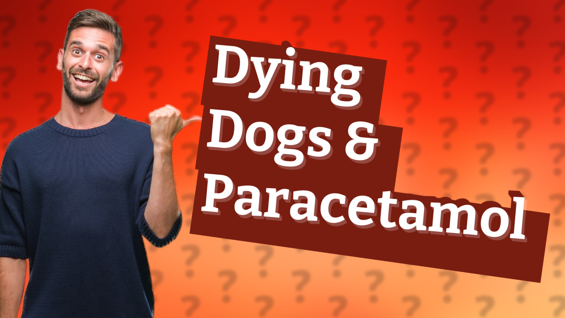 Dying Dogs & Paracetamol