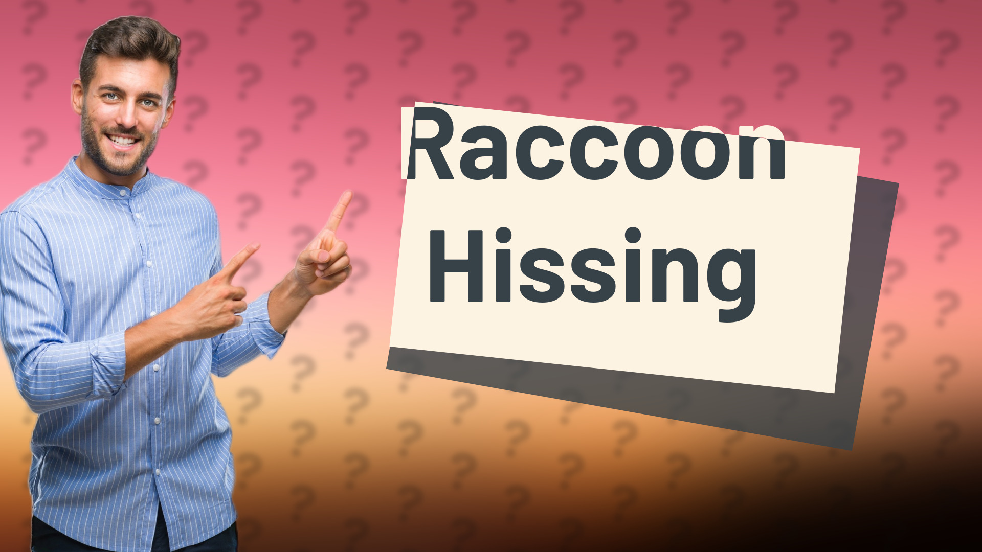 Raccoon Hissing