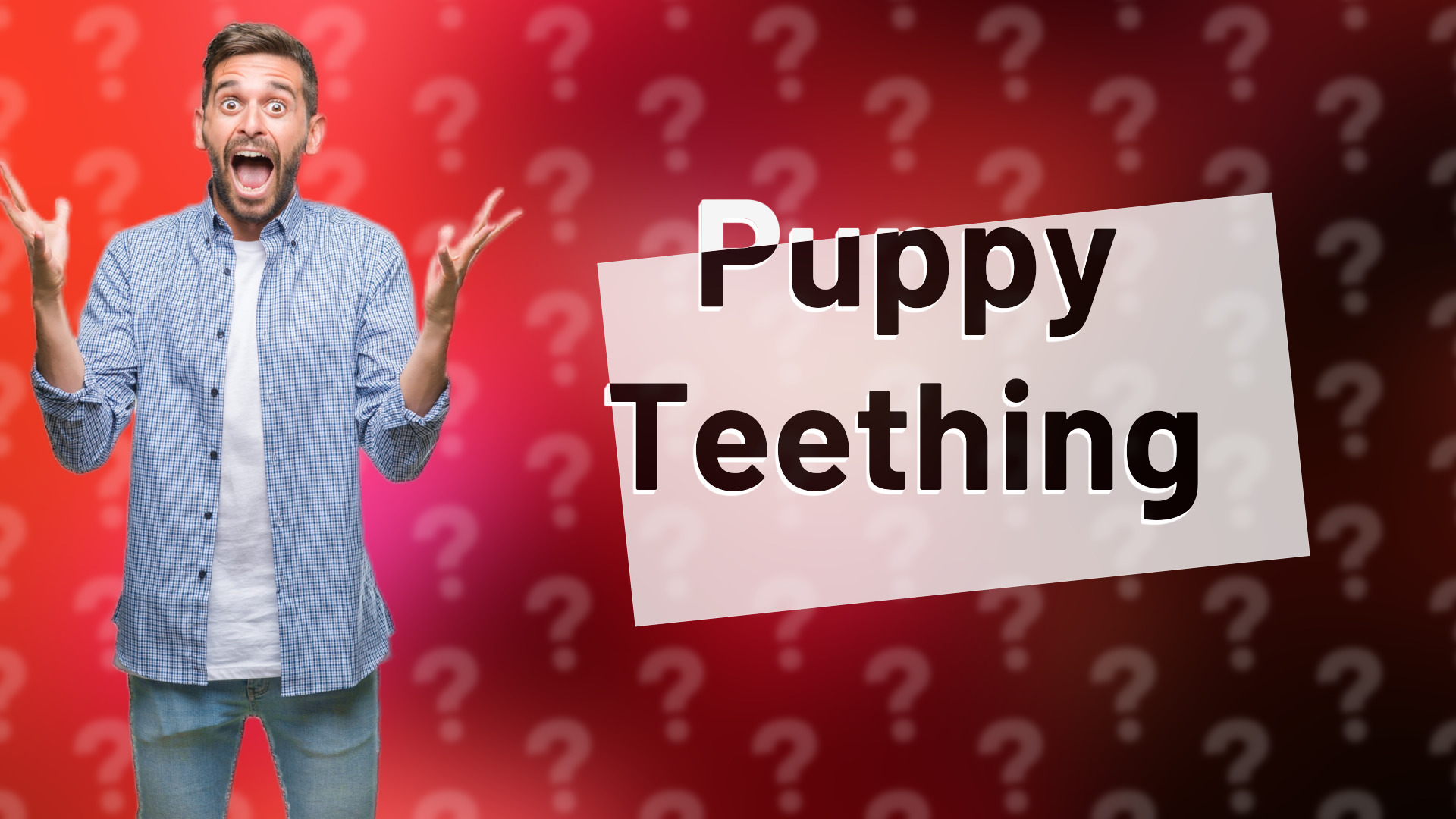 Puppy Teething