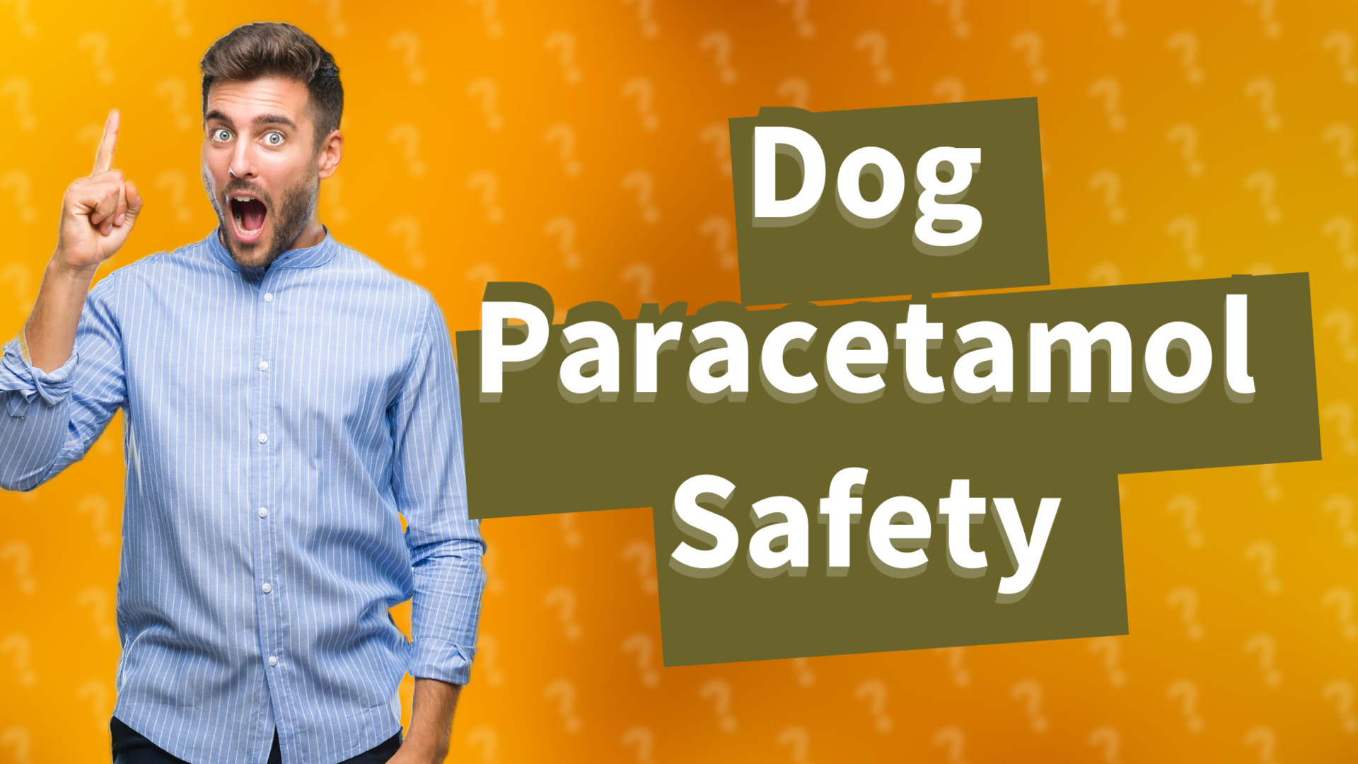 Dog Paracetamol Safety