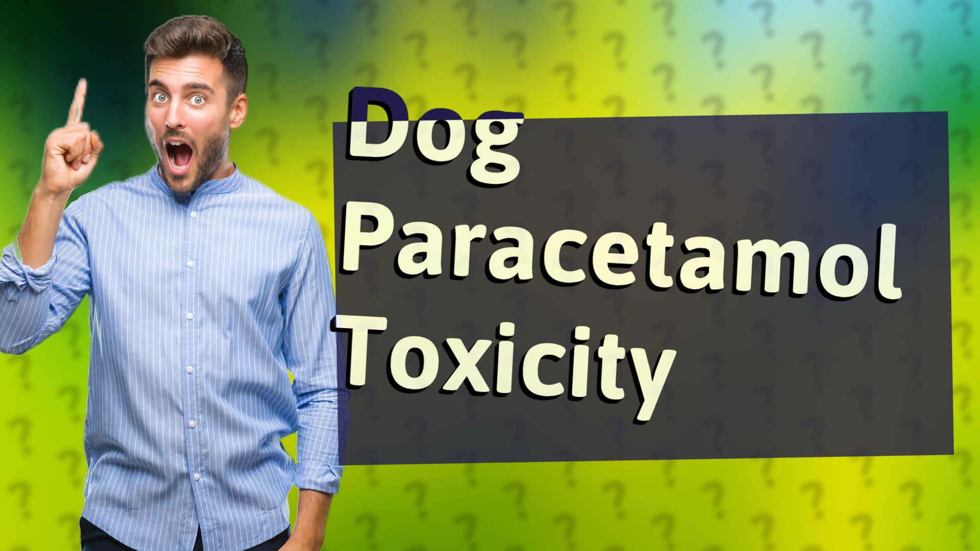 Dog Paracetamol Toxicity