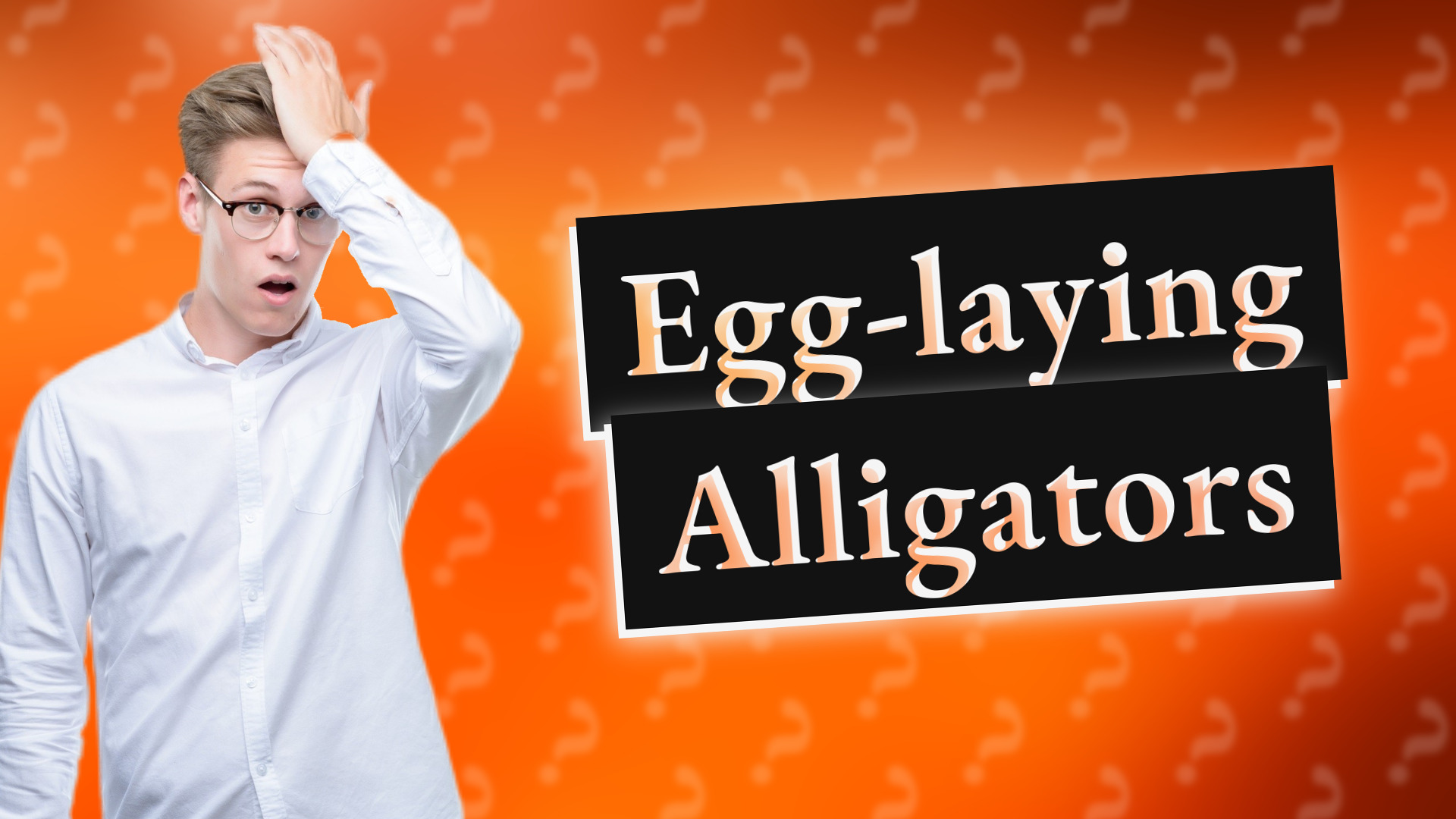 Egg-laying Alligators