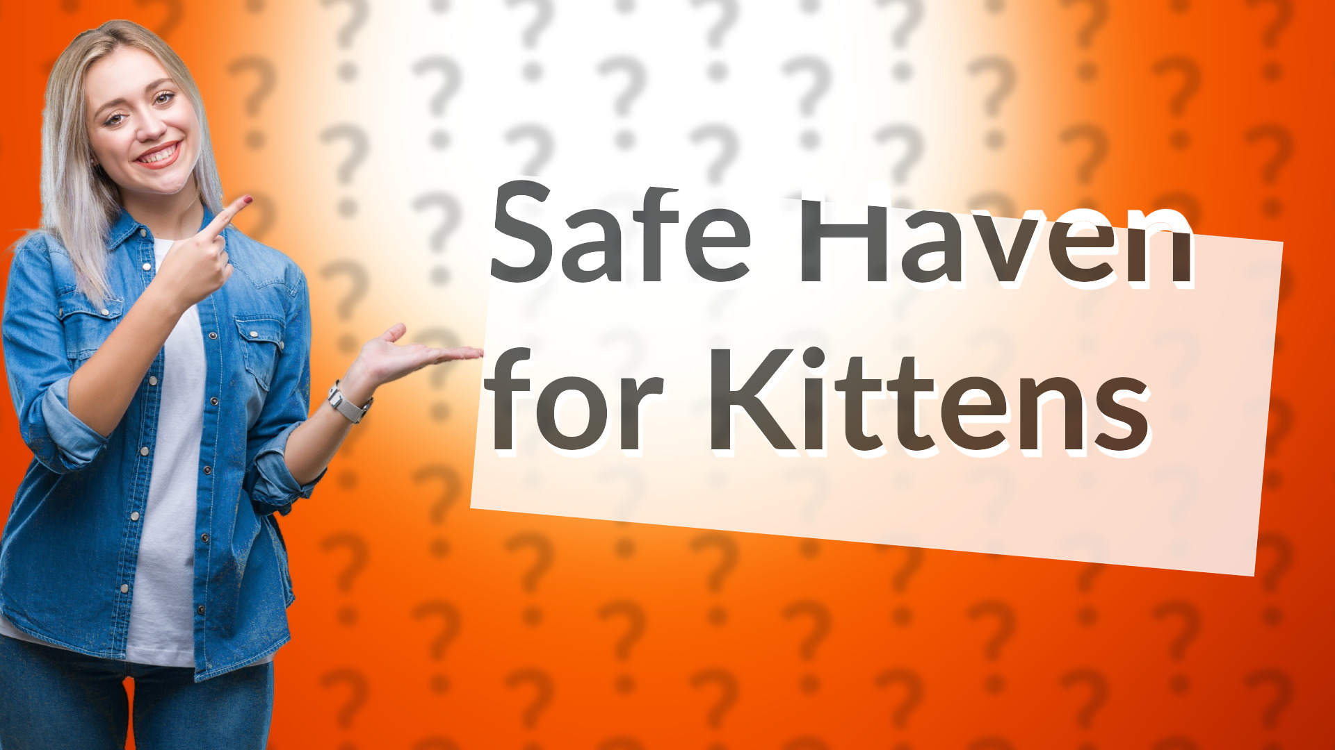 Safe Haven for Kittens