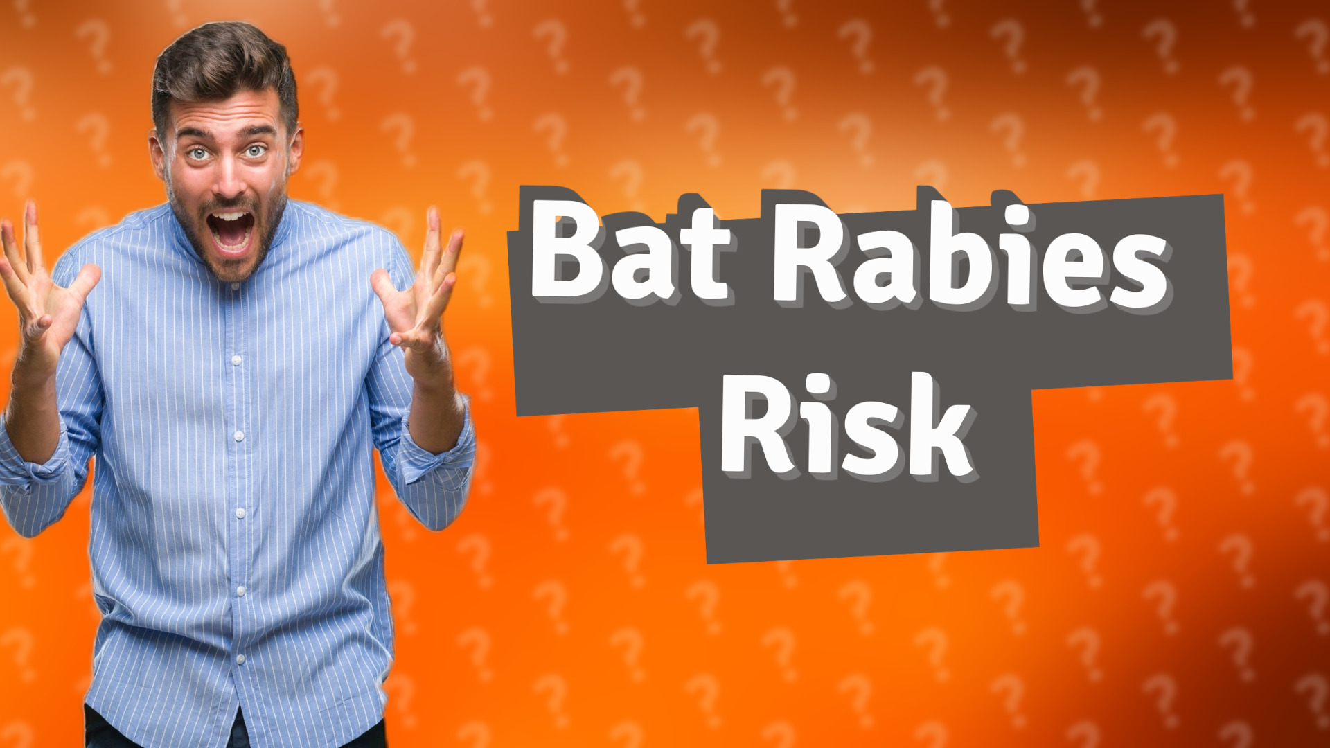 Bat Rabies Risk