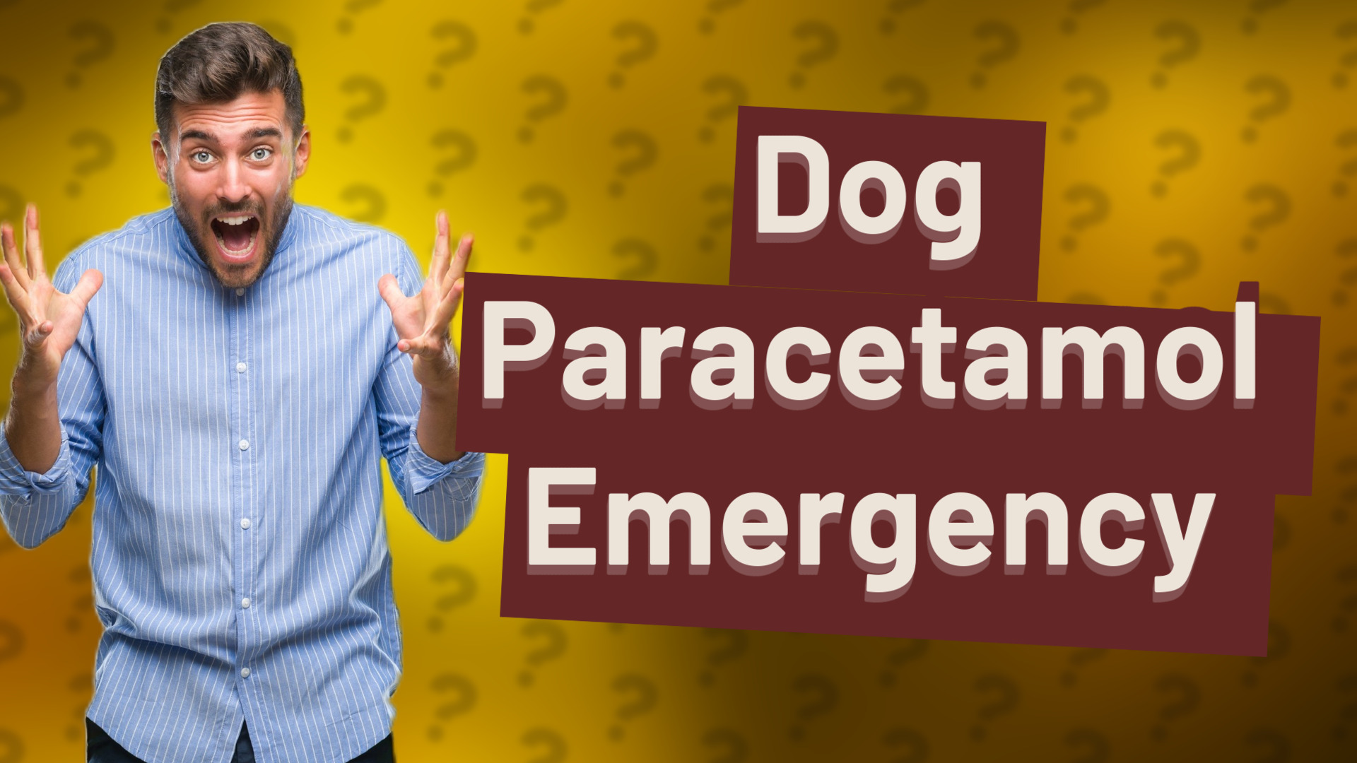 Dog Paracetamol Emergency