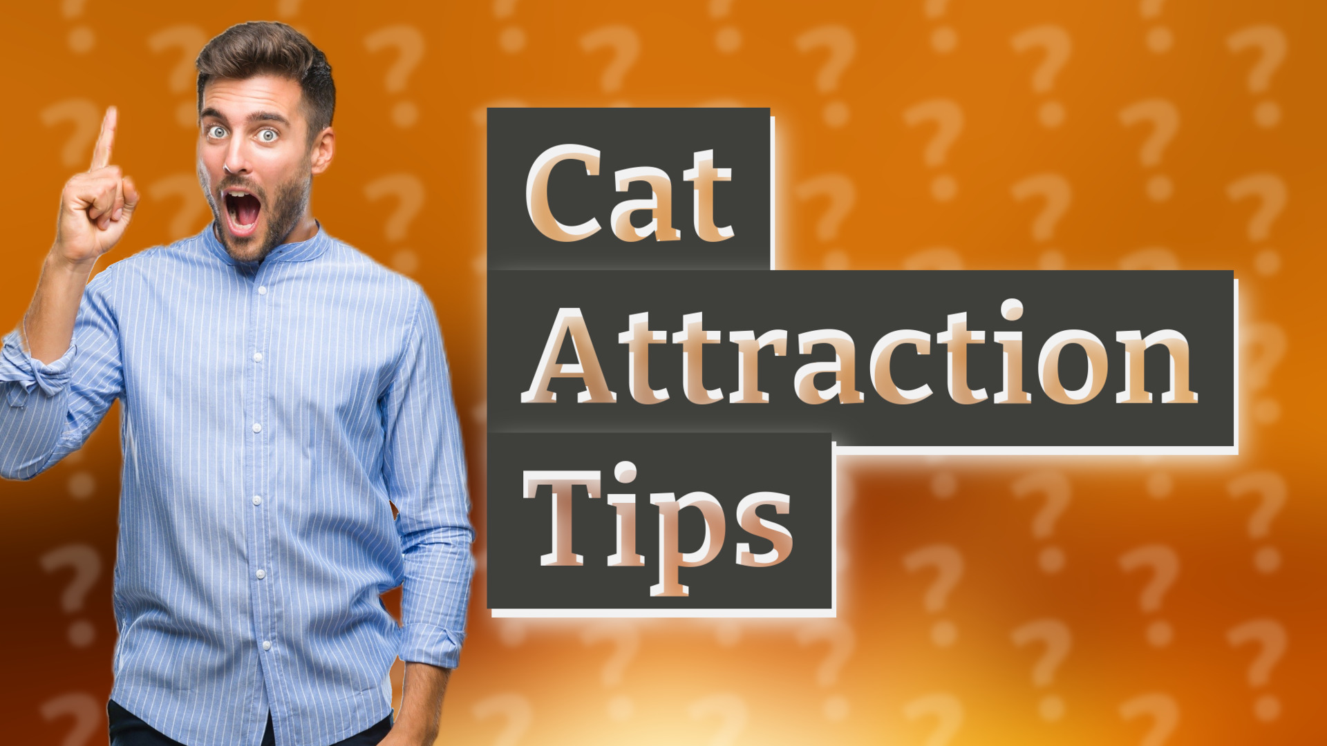 Cat Attraction Tips