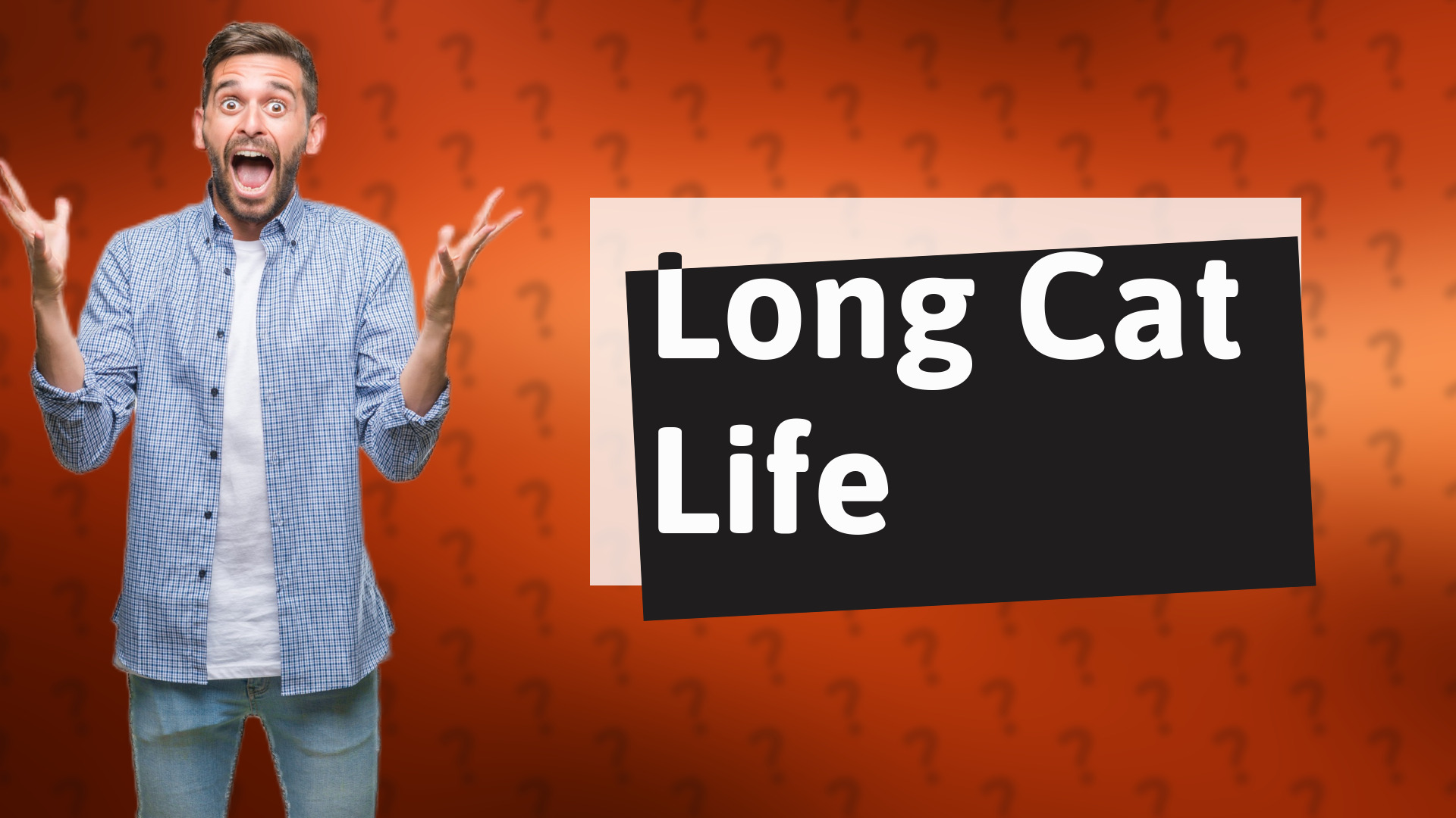 Long Cat Life