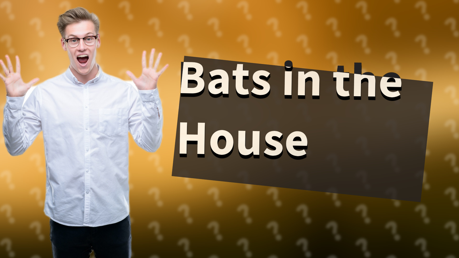 Bats in the House