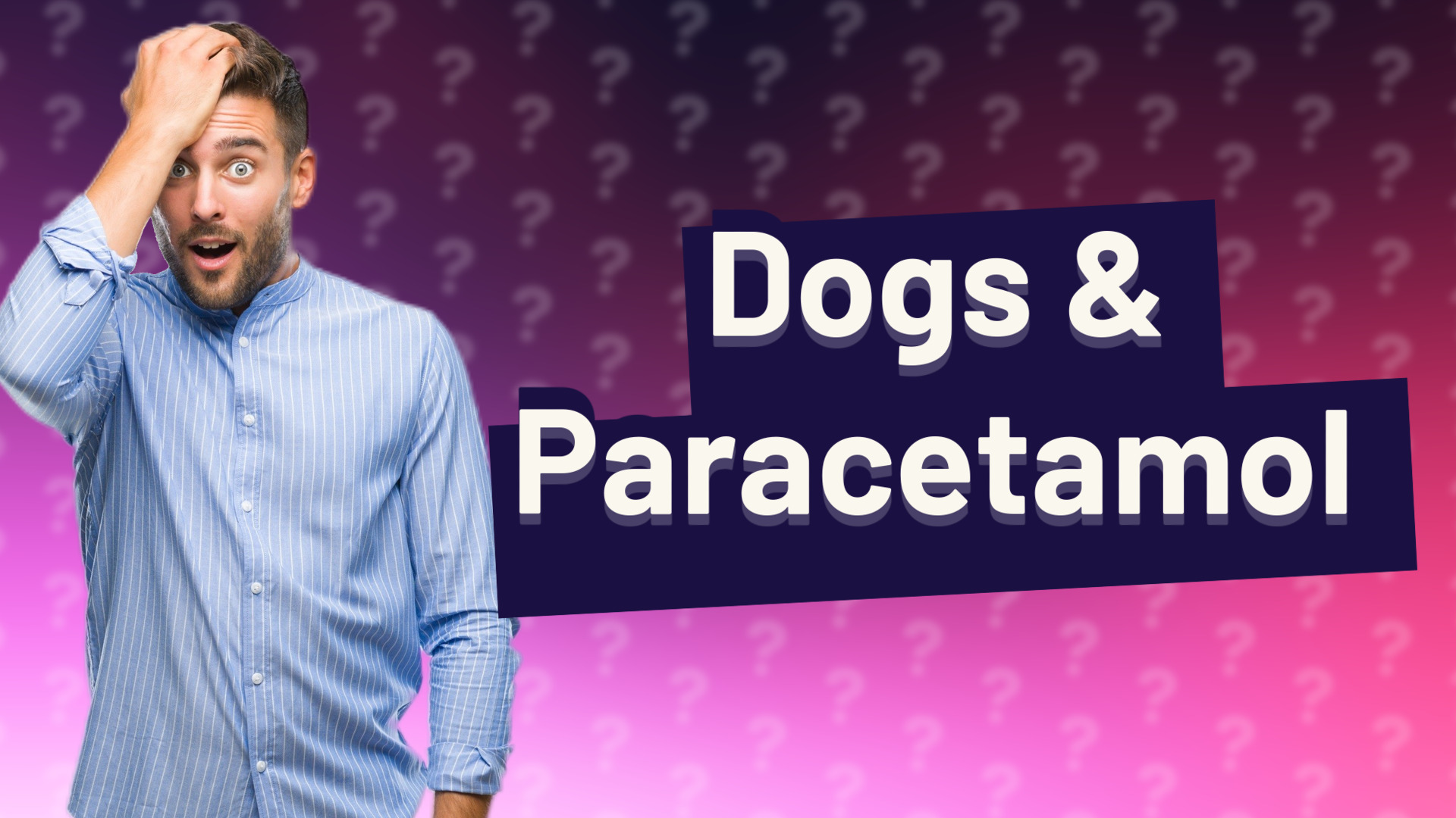 Dogs & Paracetamol