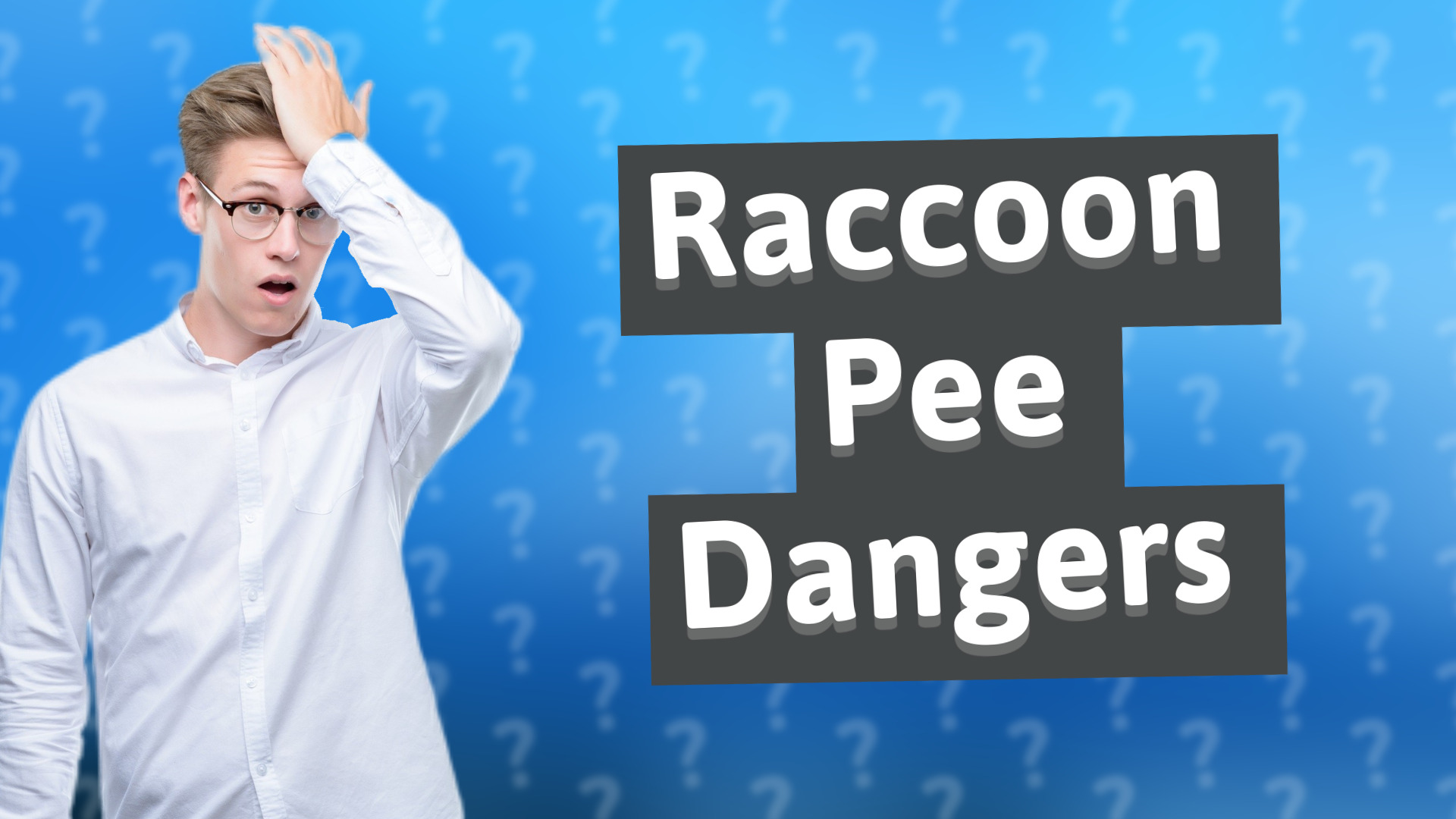 Raccoon Pee Dangers