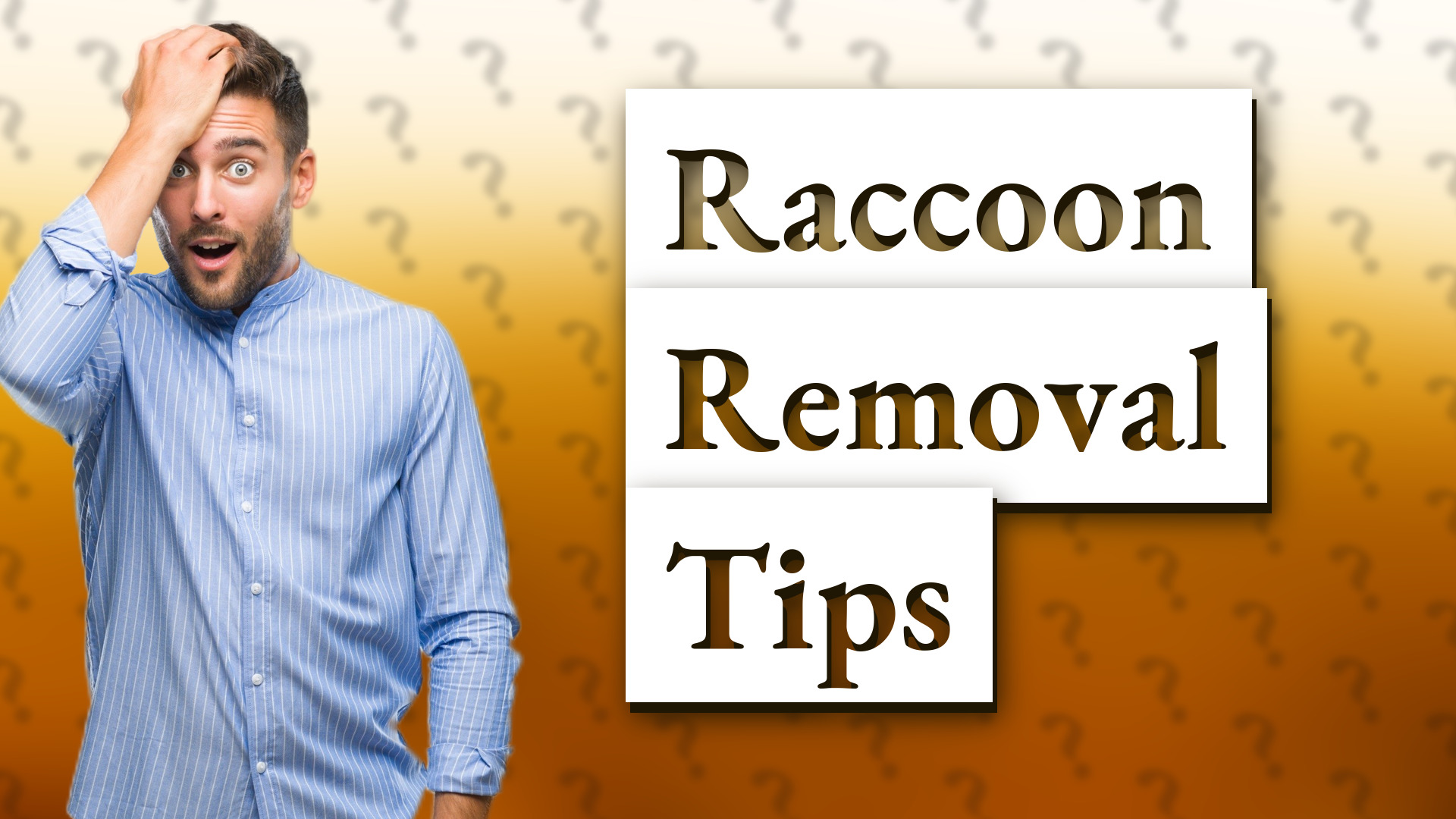 Raccoon Removal Tips