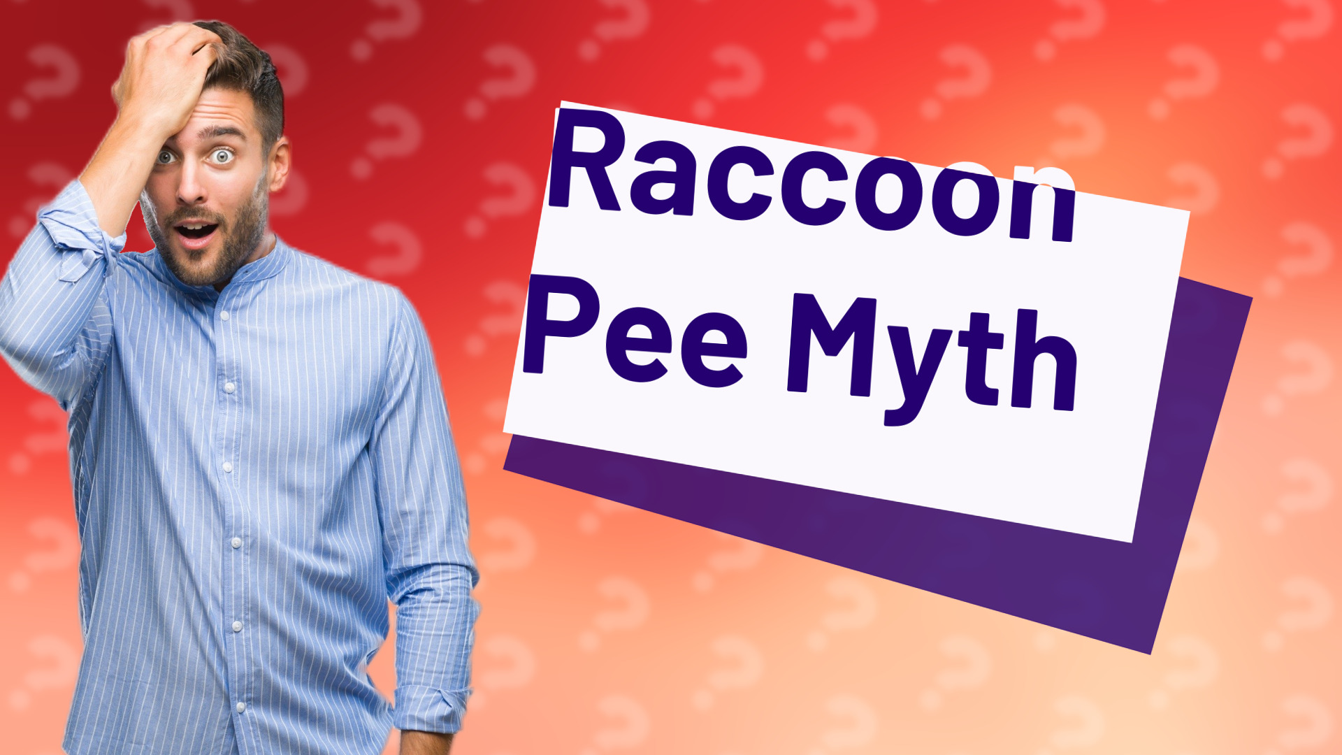 Raccoon Pee Myth