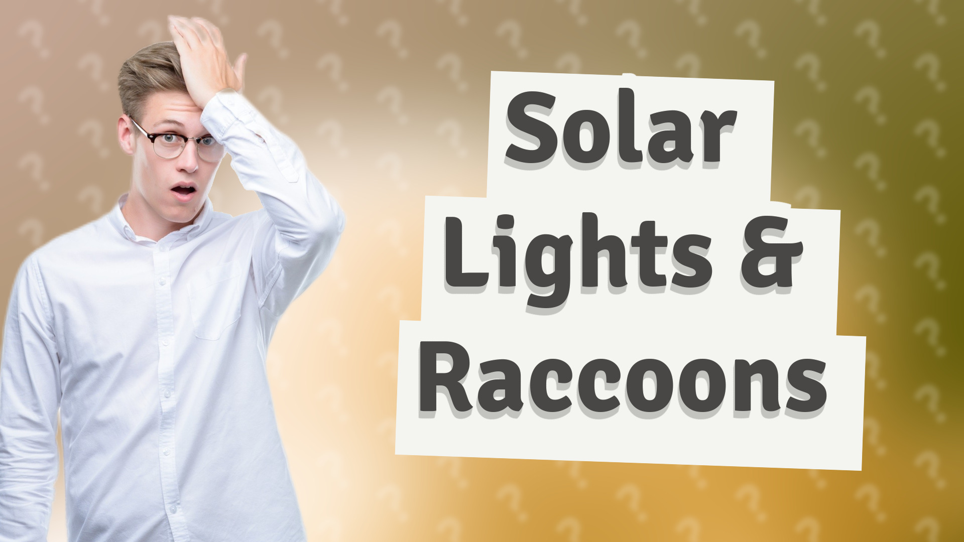 Solar Lights & Raccoons