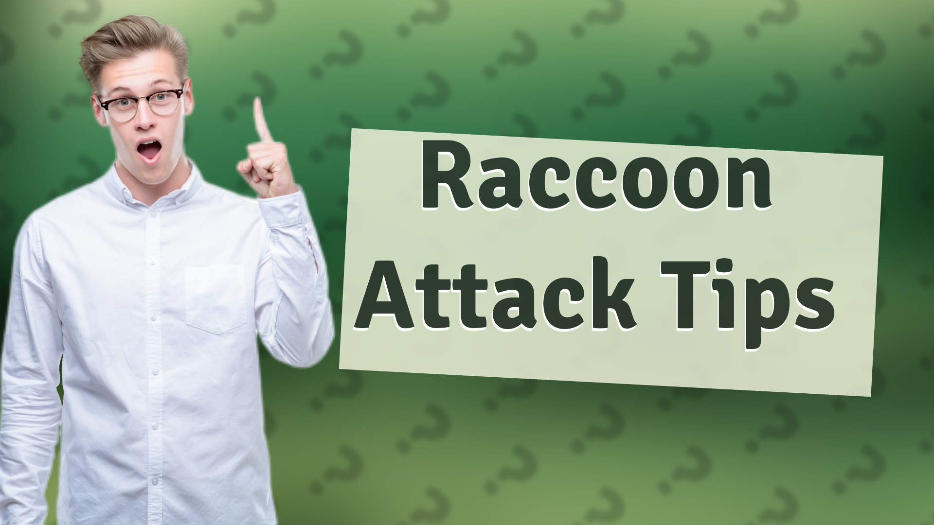 Raccoon Attack Tips